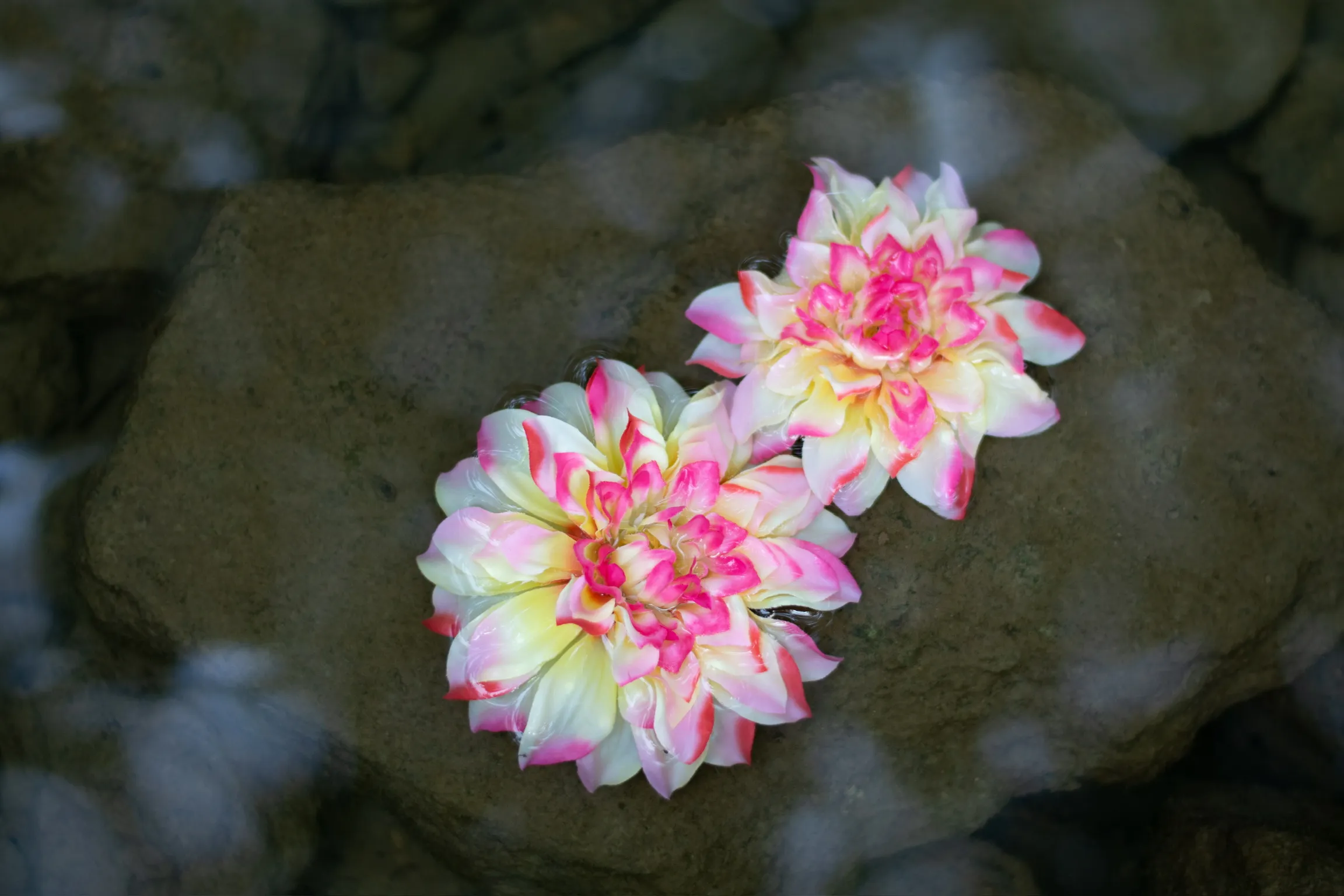 Floating Petals