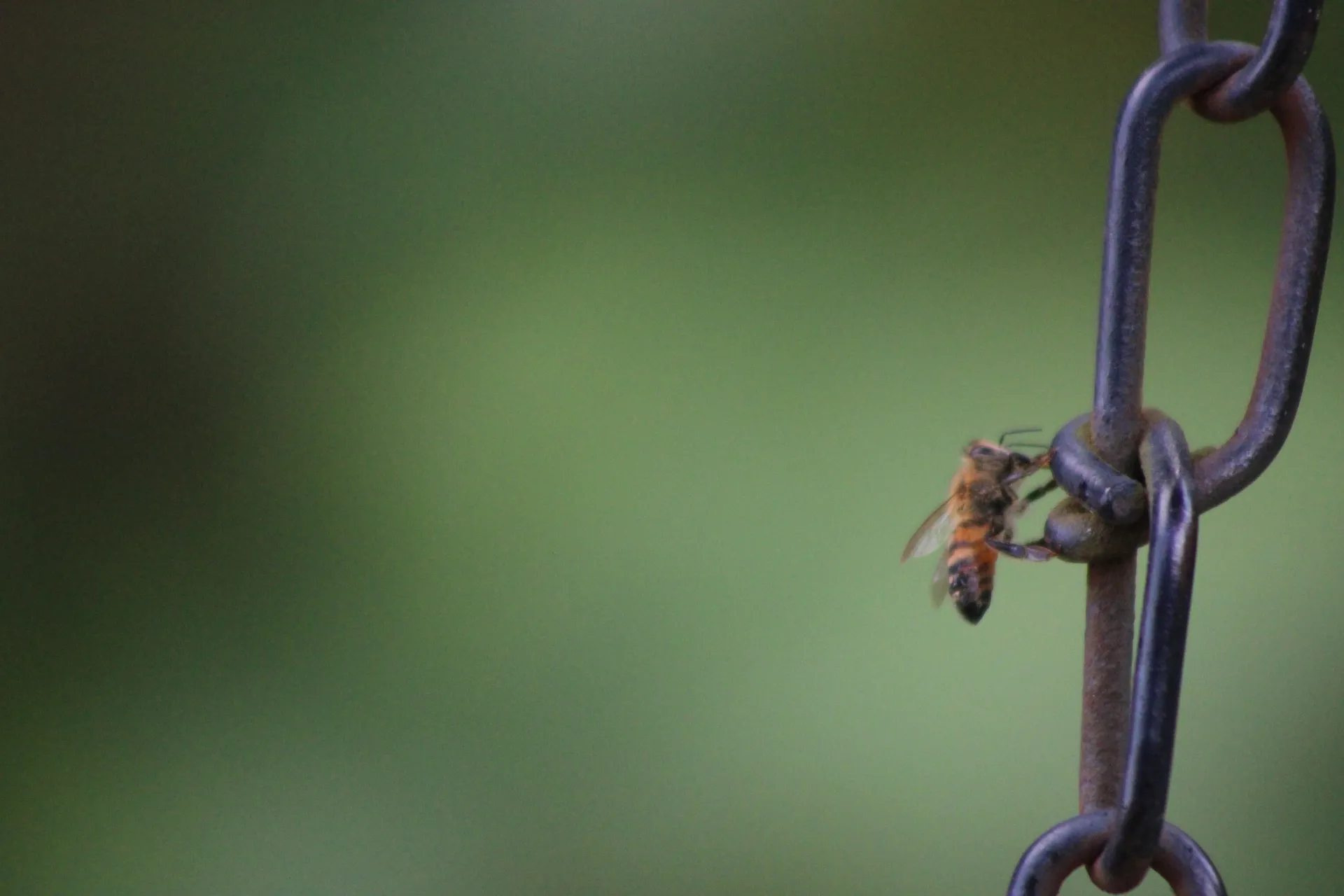 Sweet Little Bumblebee