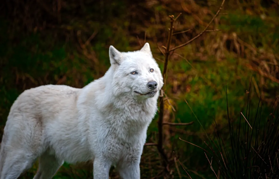Lone Wolf