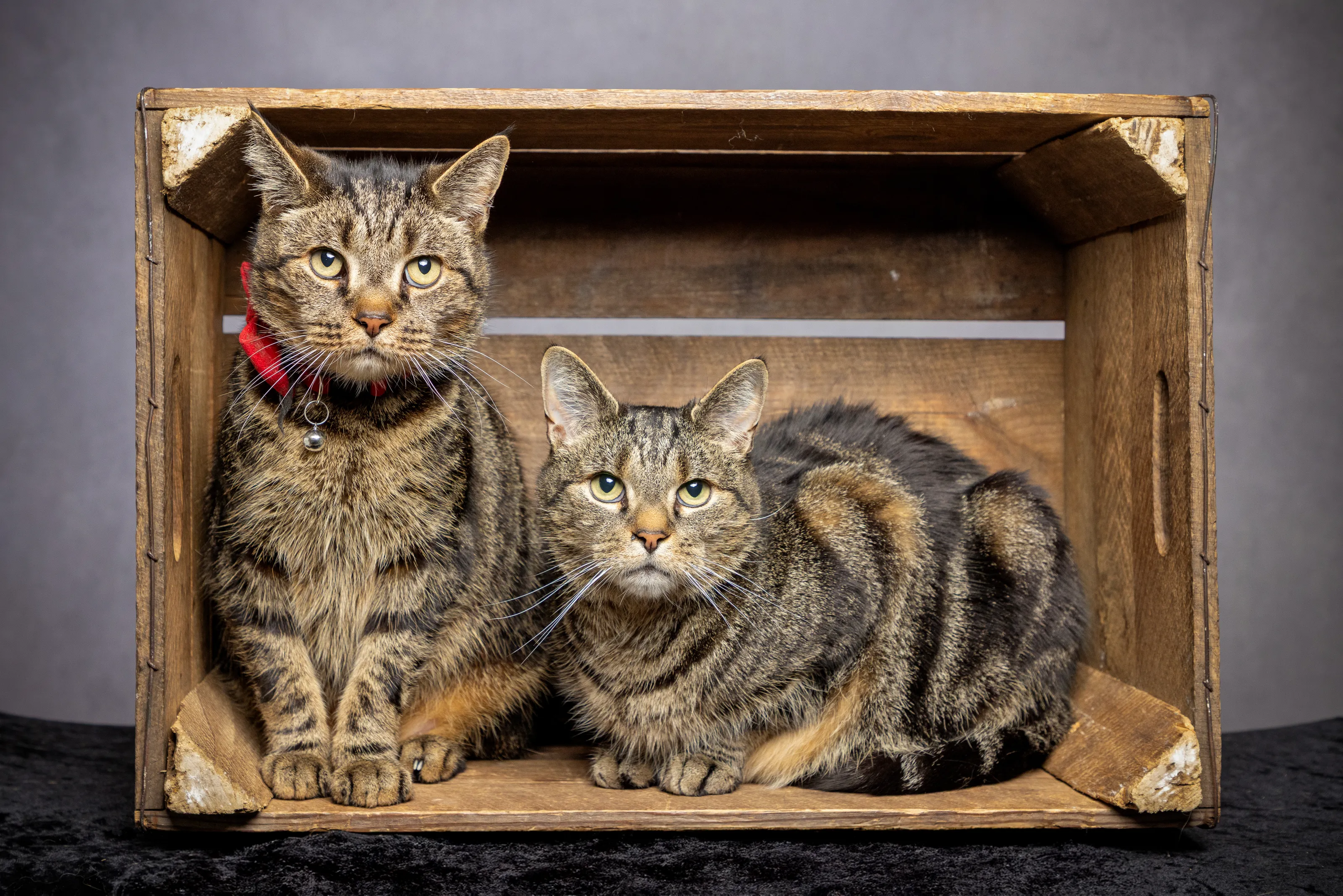 Brothers