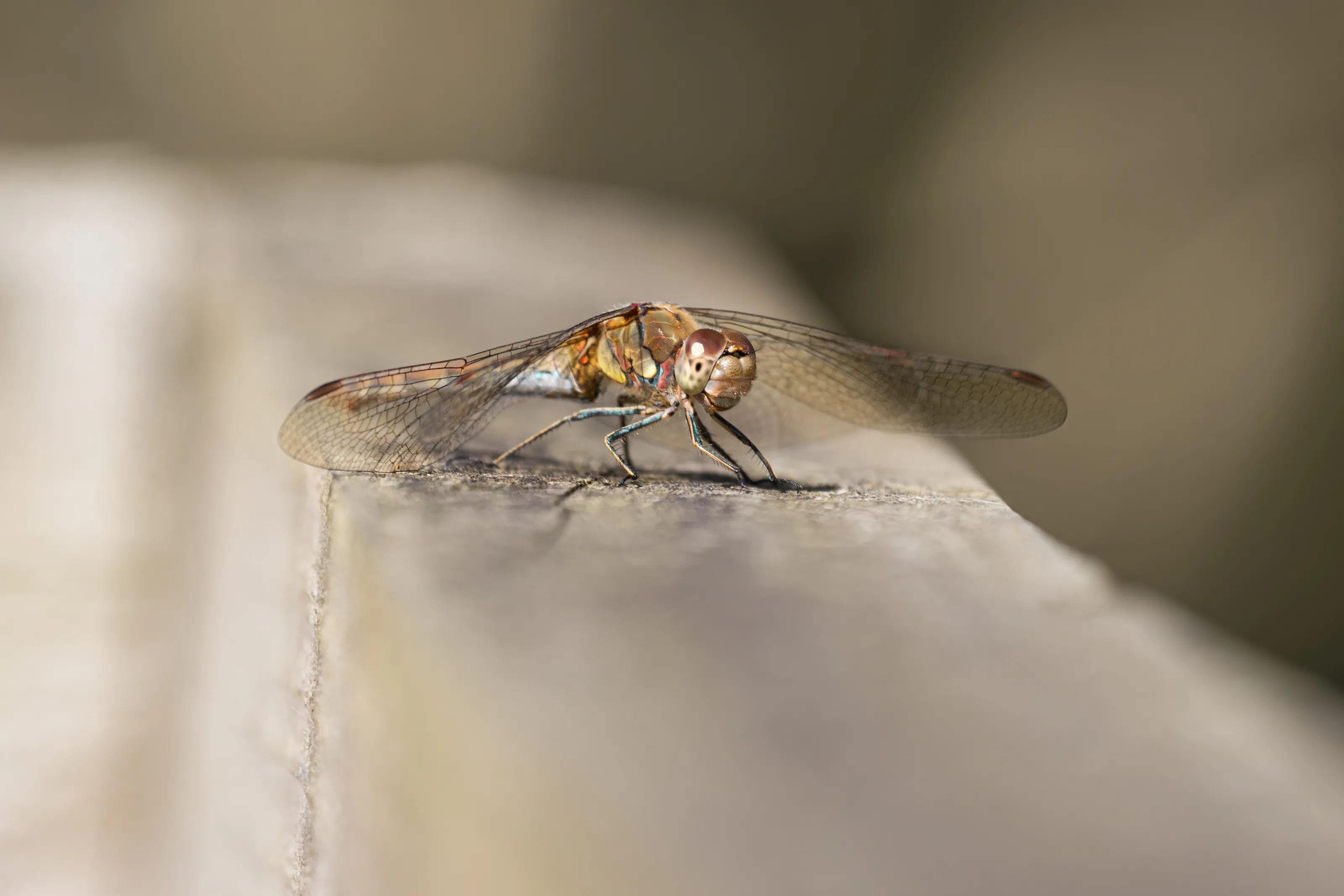 COMMON DARTER