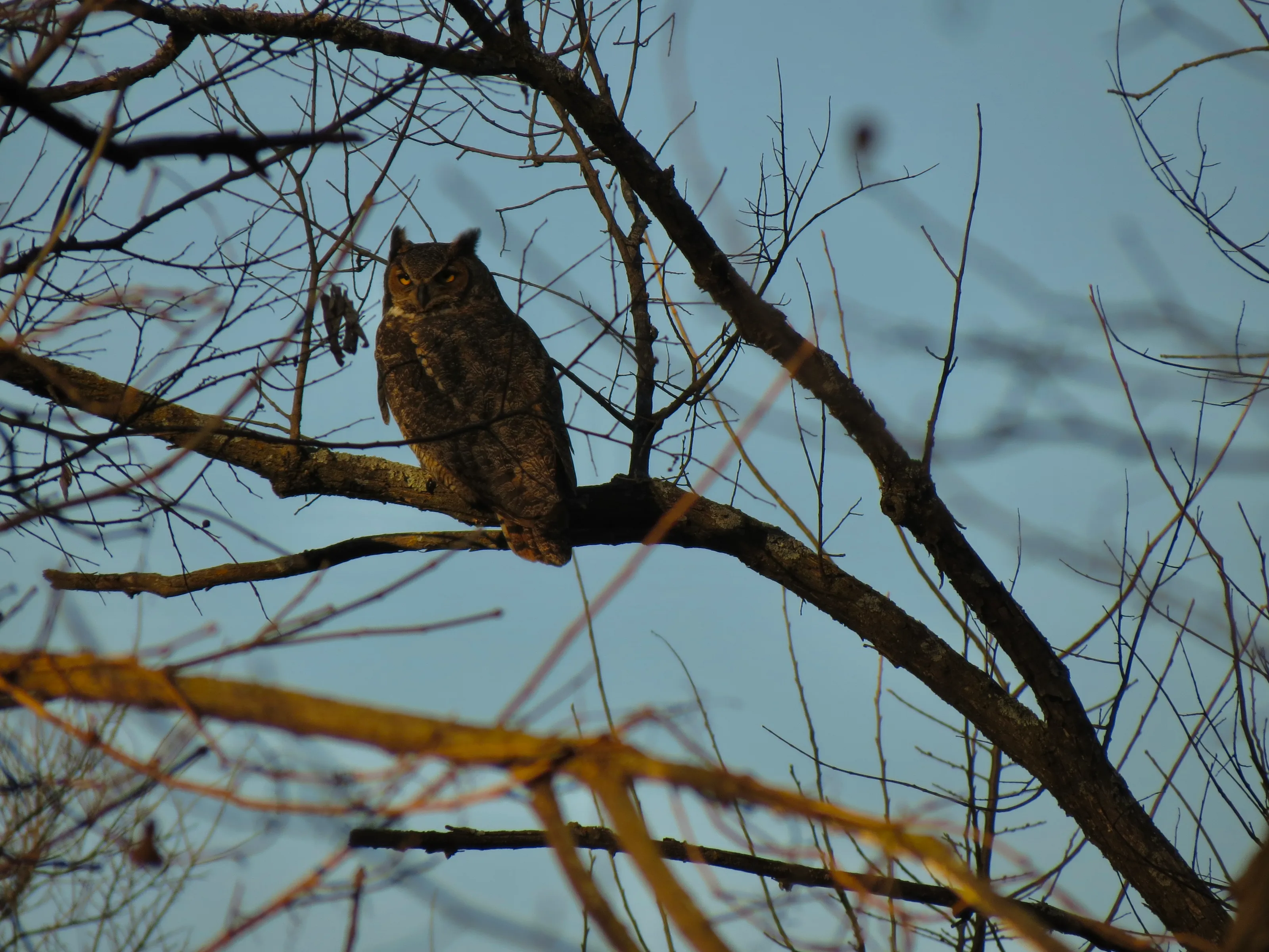 Great horned owl