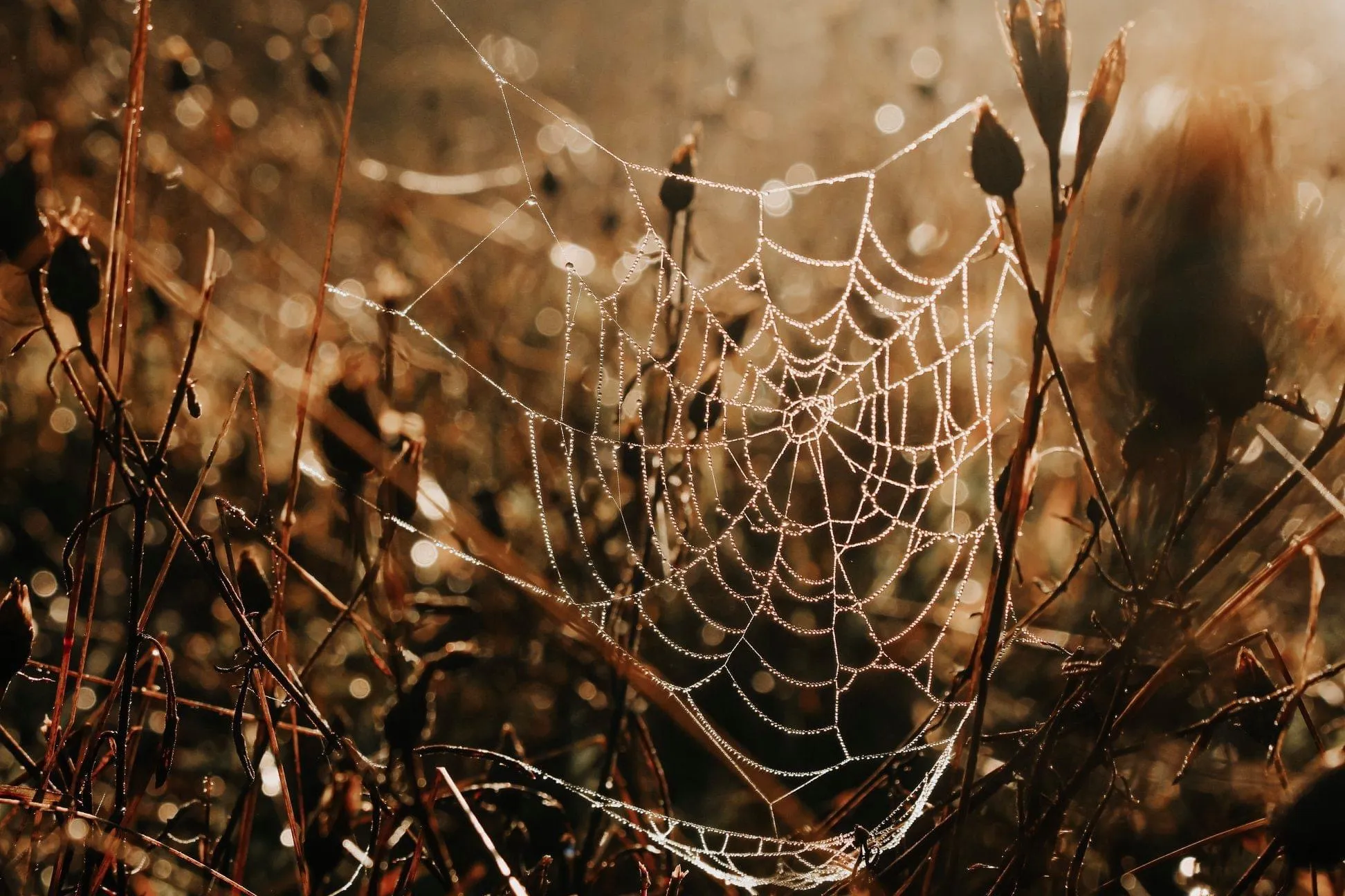 Webs