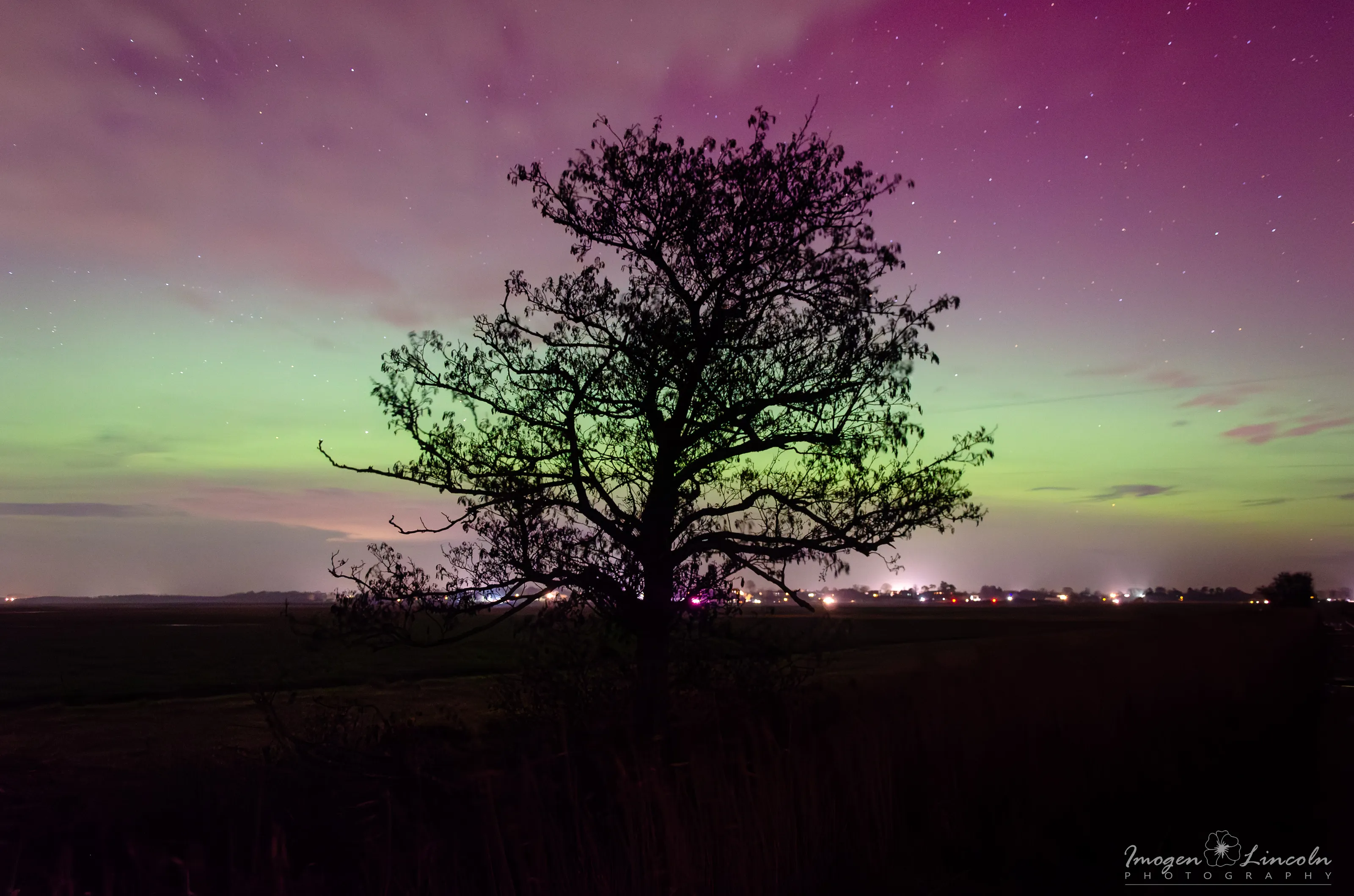 Aurora emerging through branches