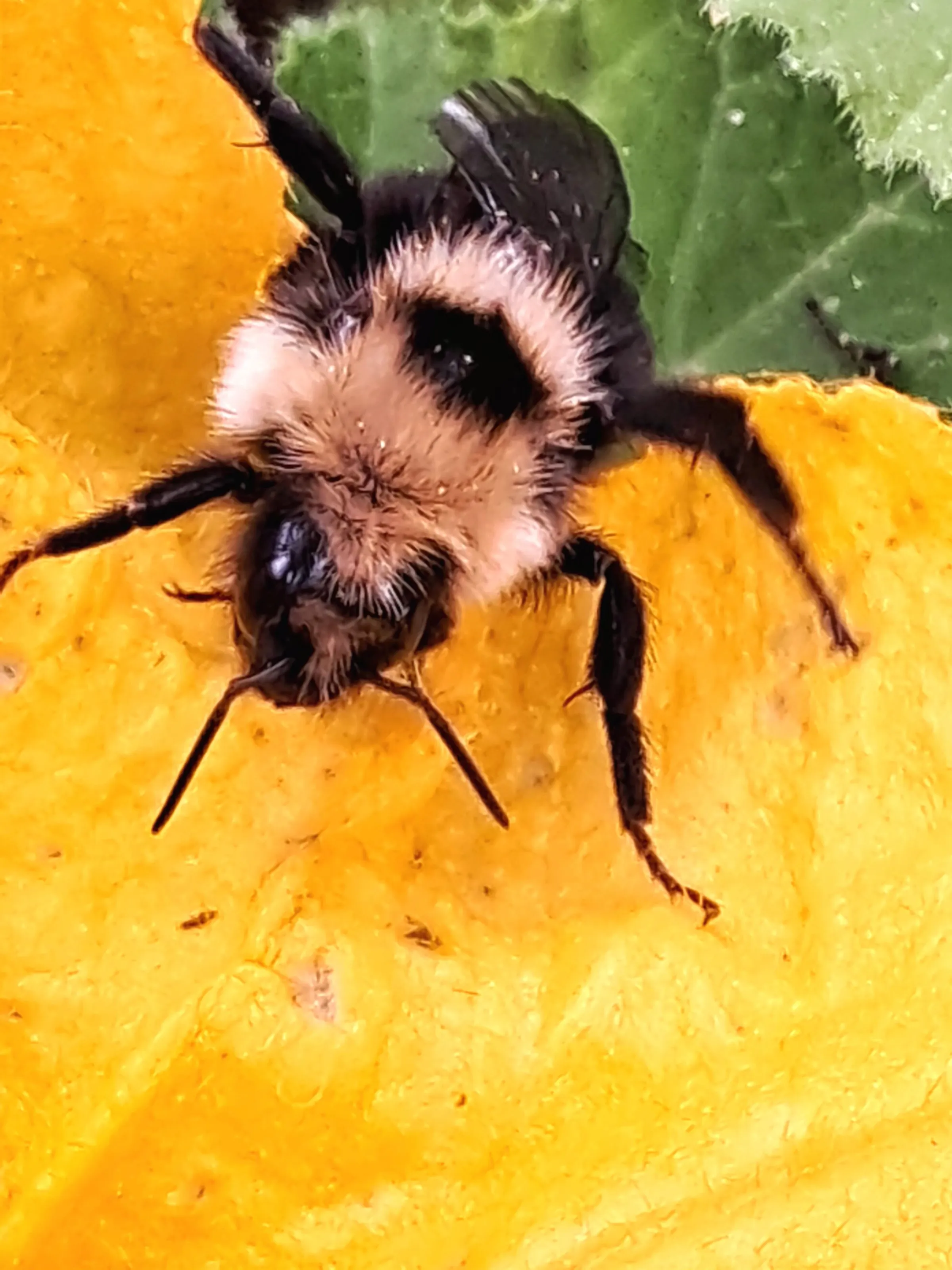 Bee beautiful