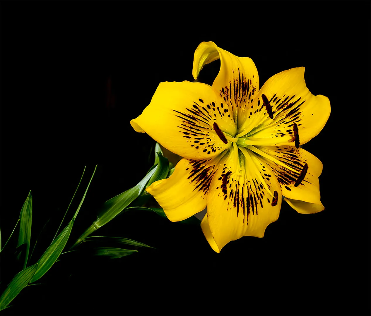 Homegrown Beauty