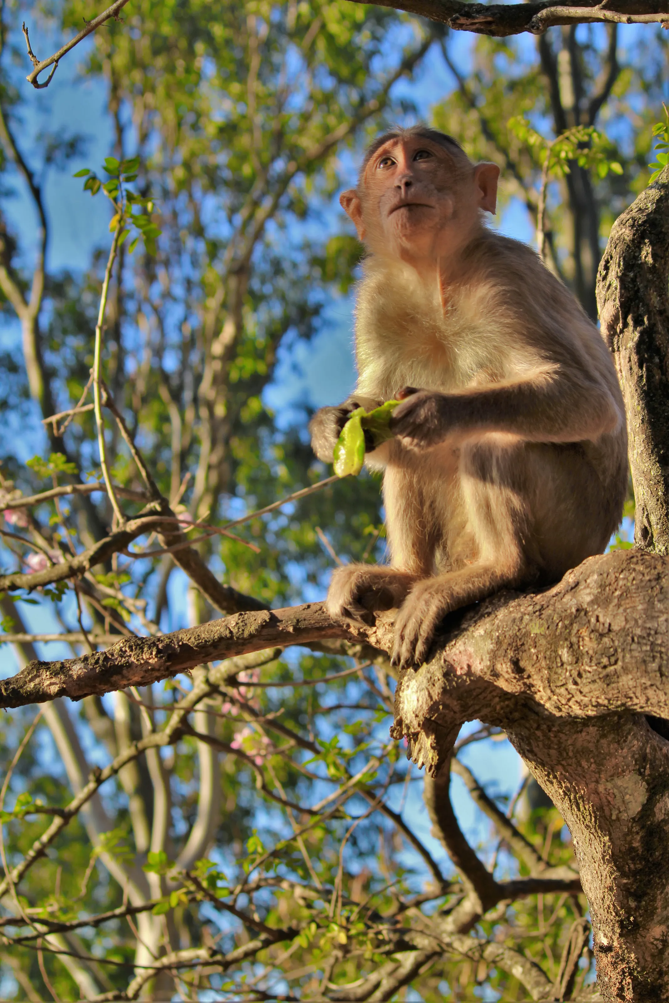 Monkey and his breakfast