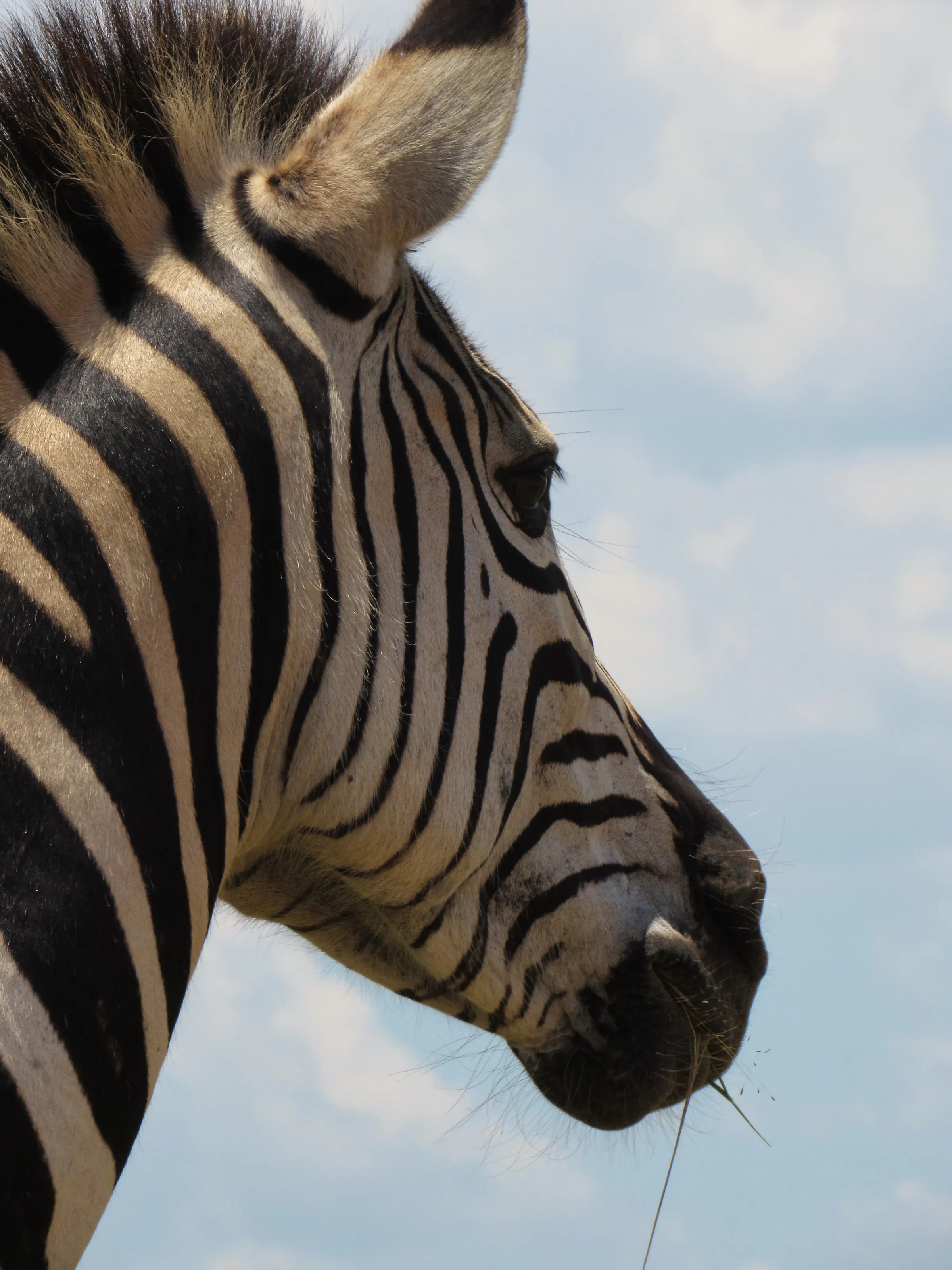 The Plains Zebra