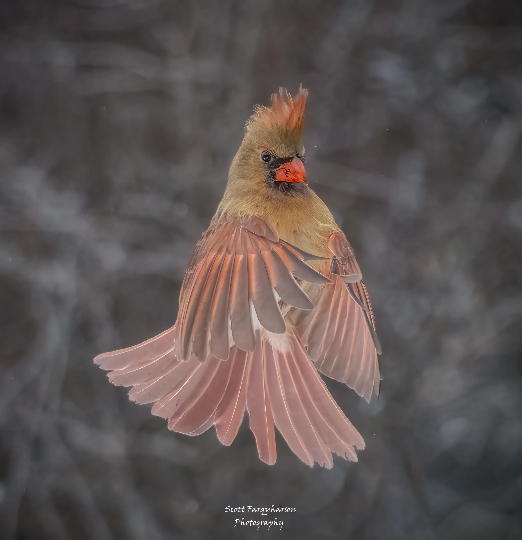 Northern Cardinal!
