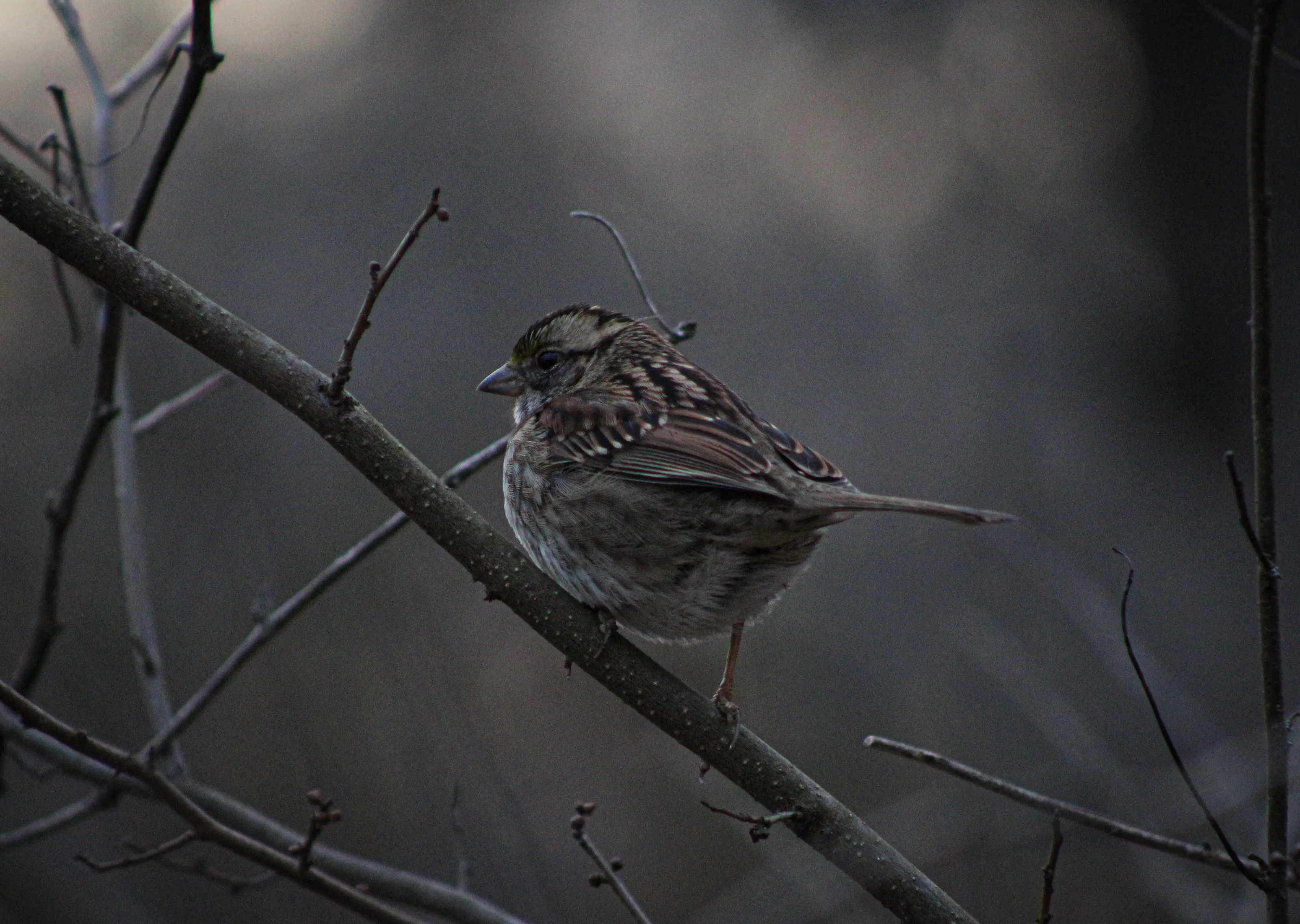 “White Throated Sparrow” Braves the Harsh Winter