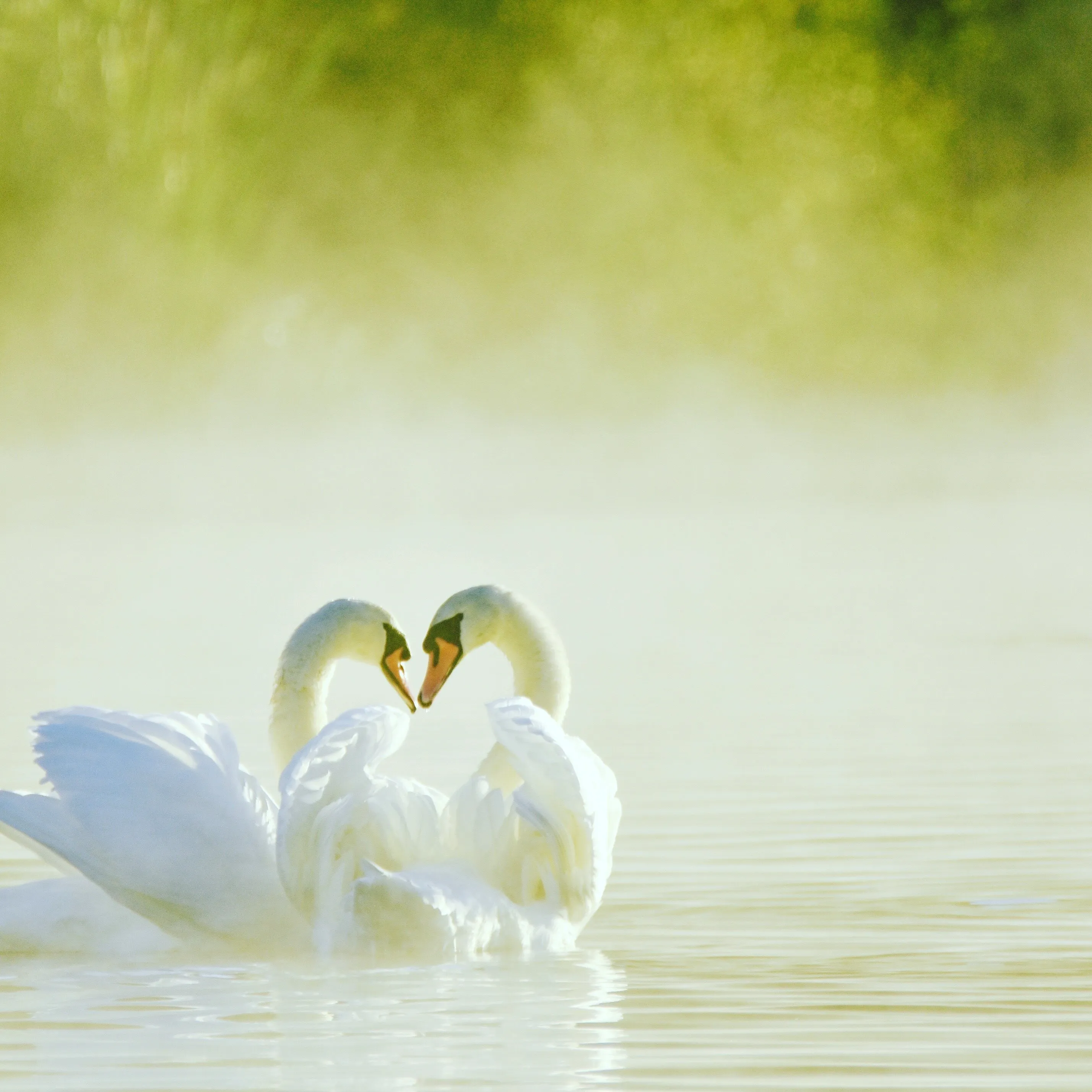 Swans in the early morning mist