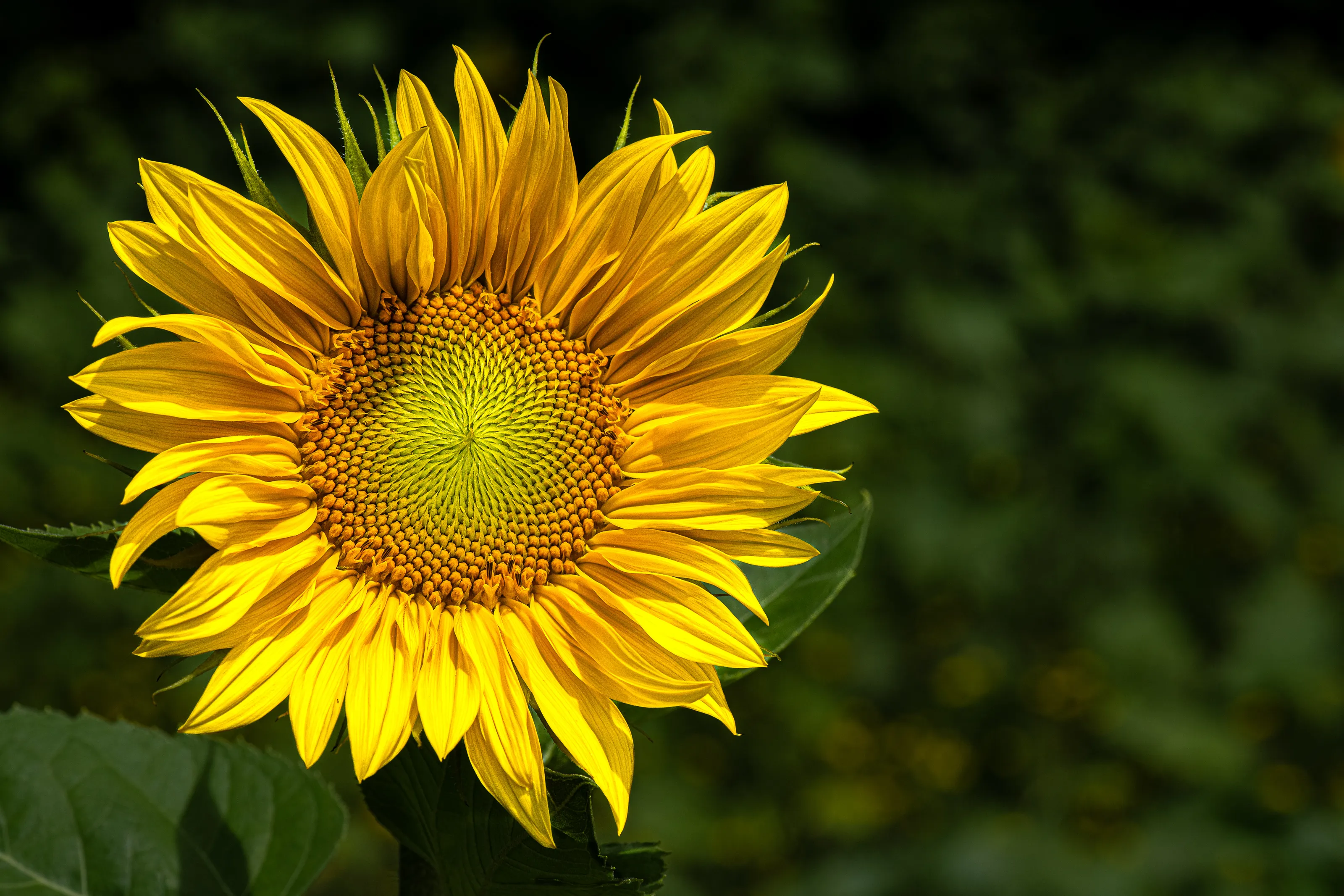 Sunflowers (in colour)