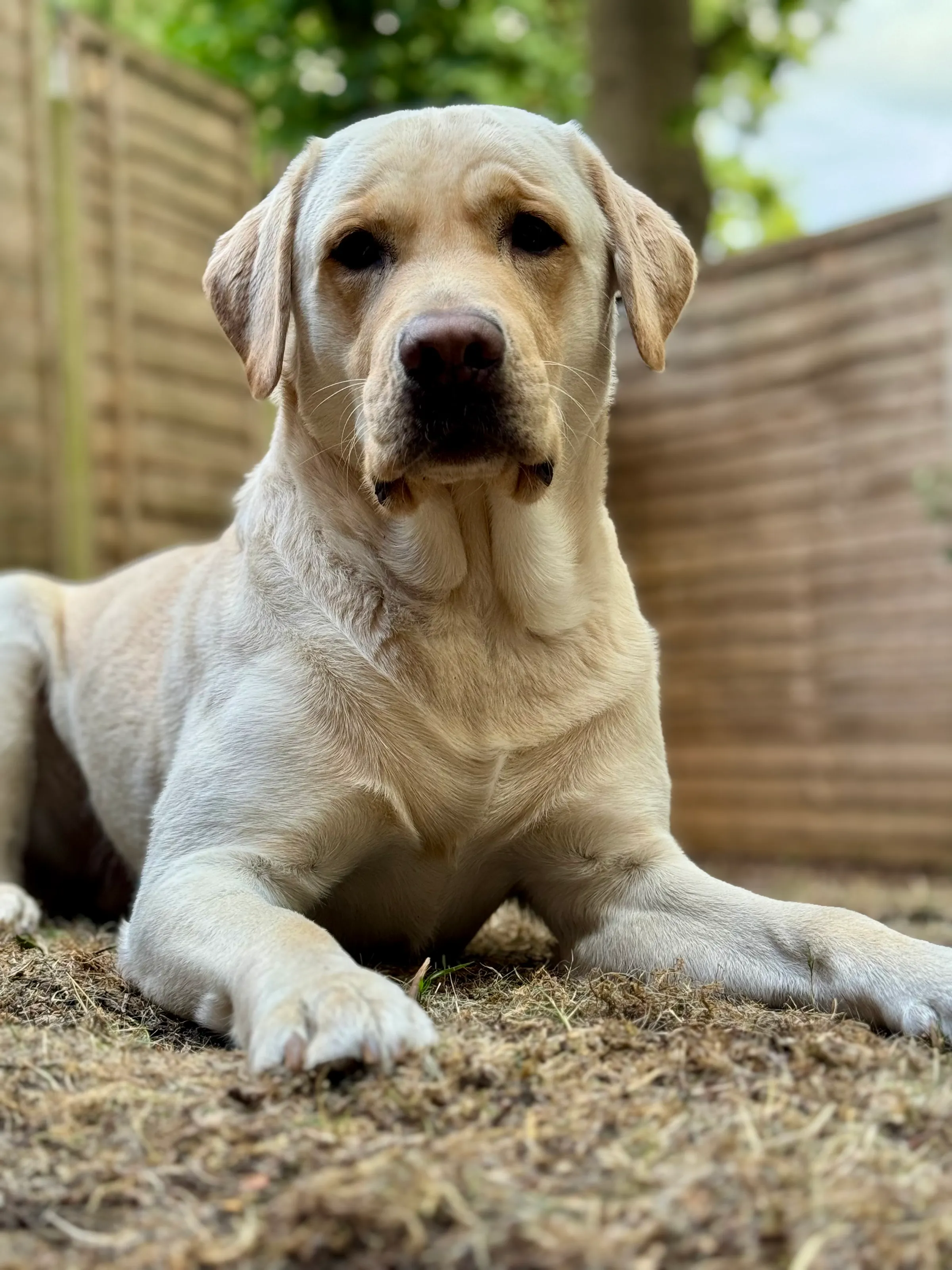 Jakey Boy