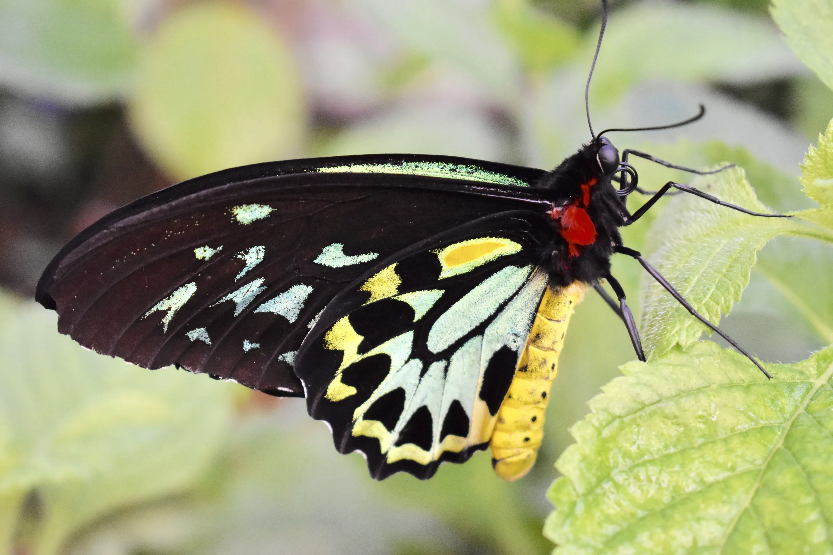 It’s a Butterflies world