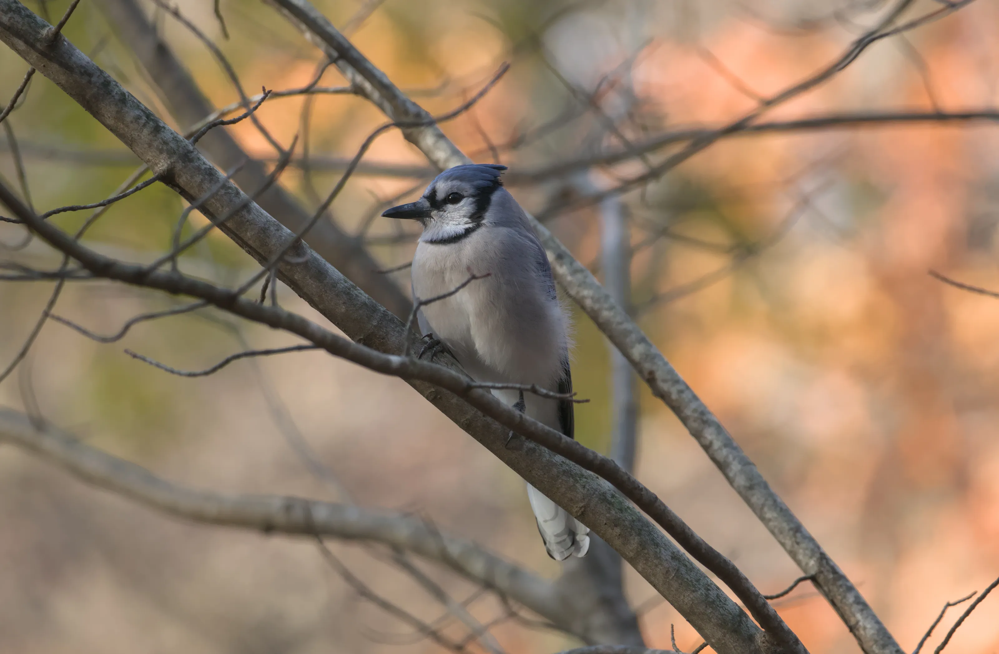 Bluejay in Central Park