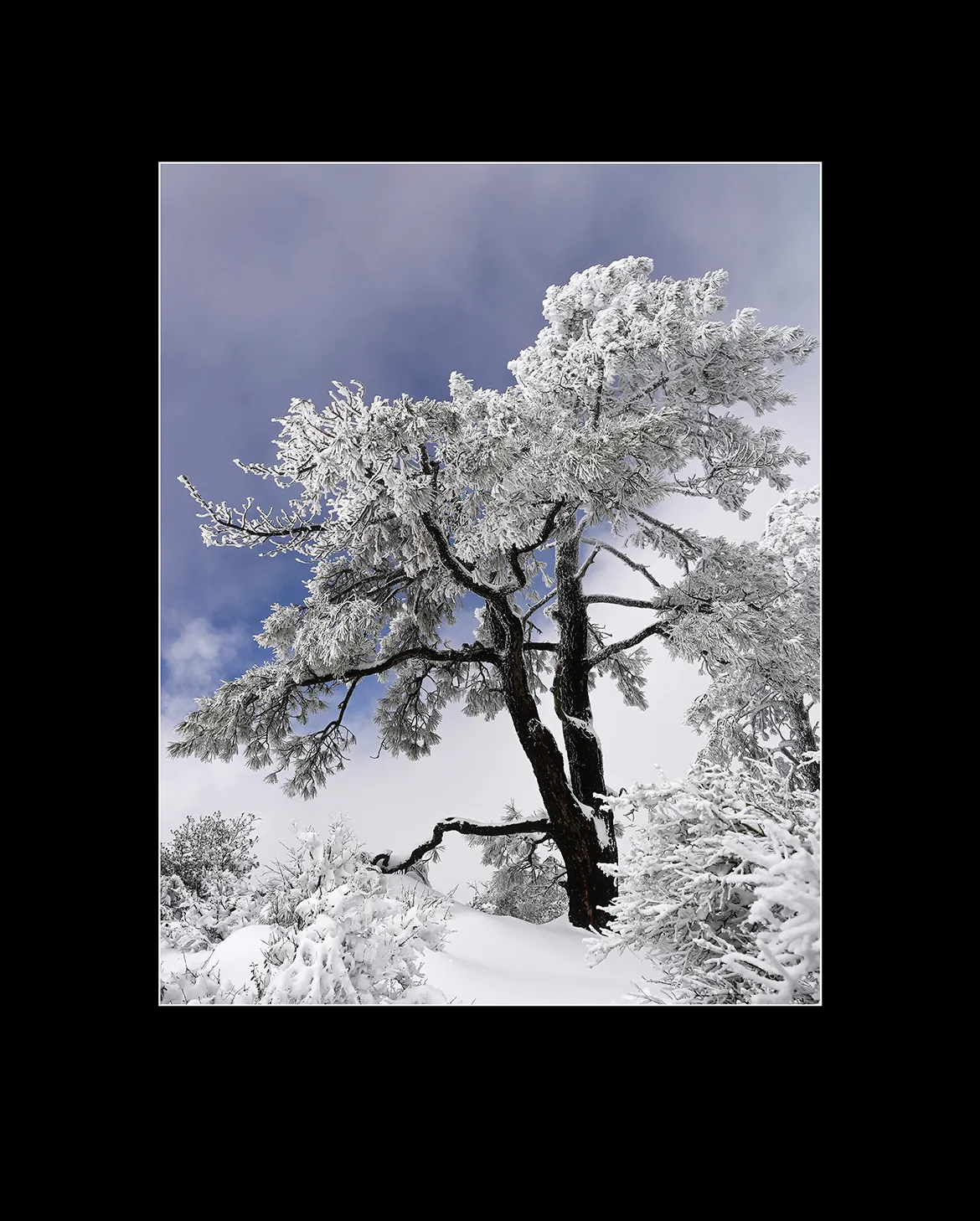 A tree under snow