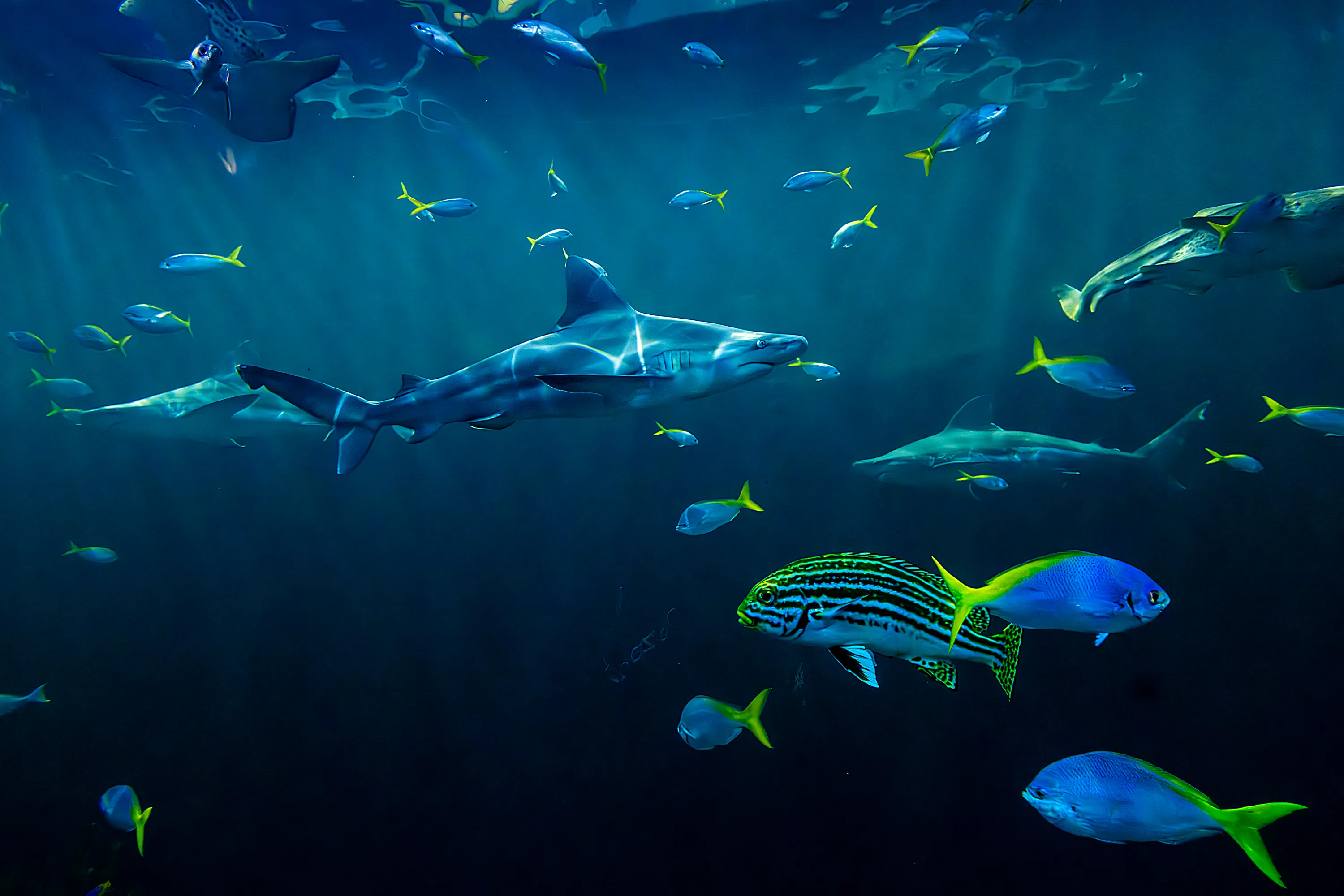 Denizens of the Deep 1