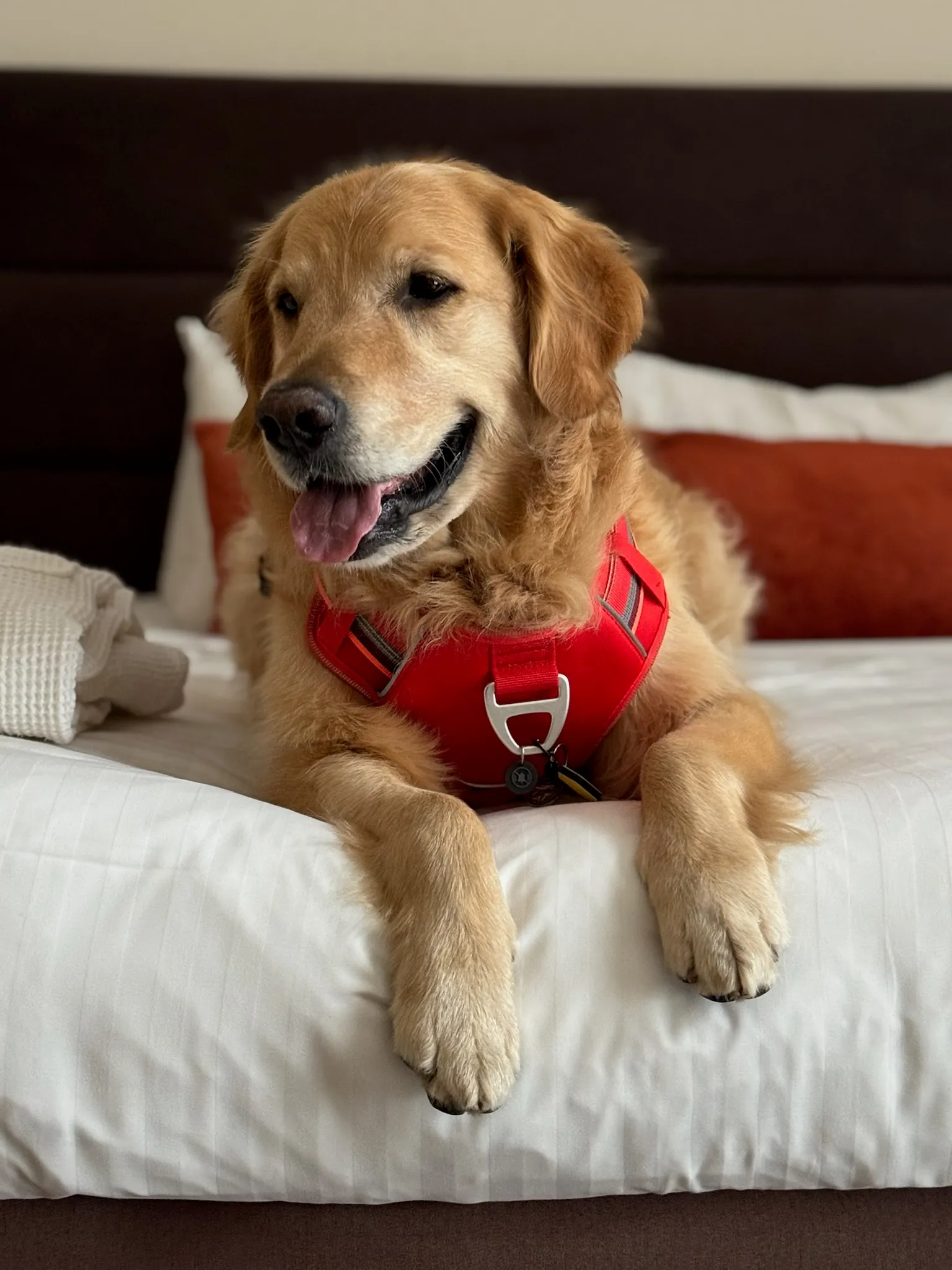 Hudson in hotels bed...