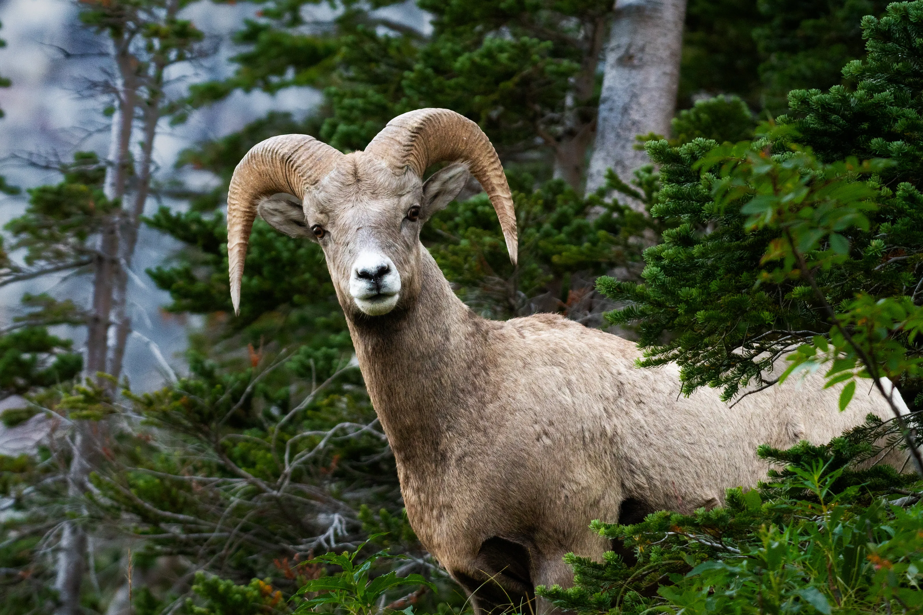 Young bighorn