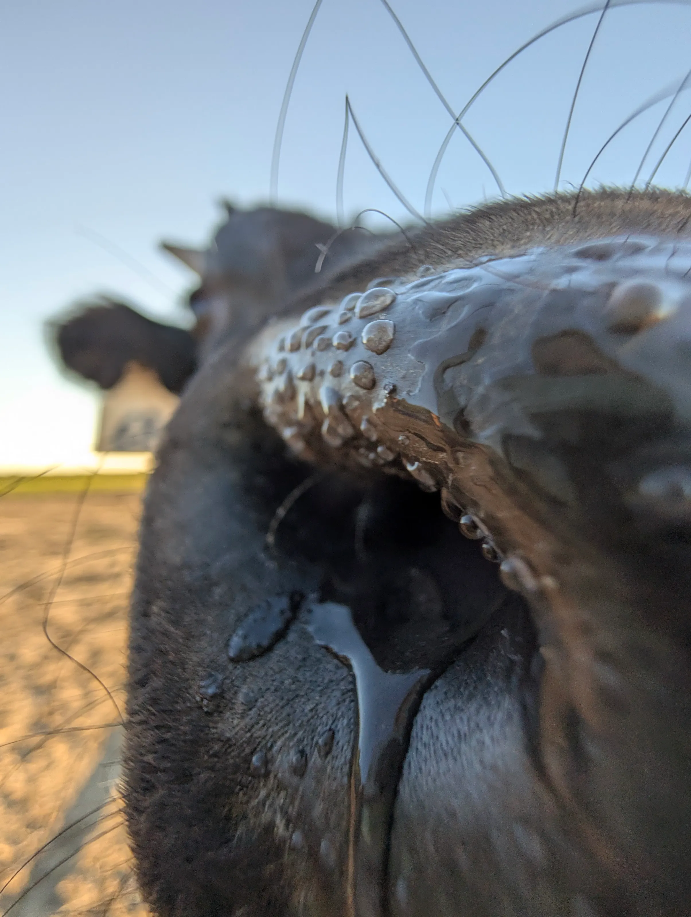 Curiosity
