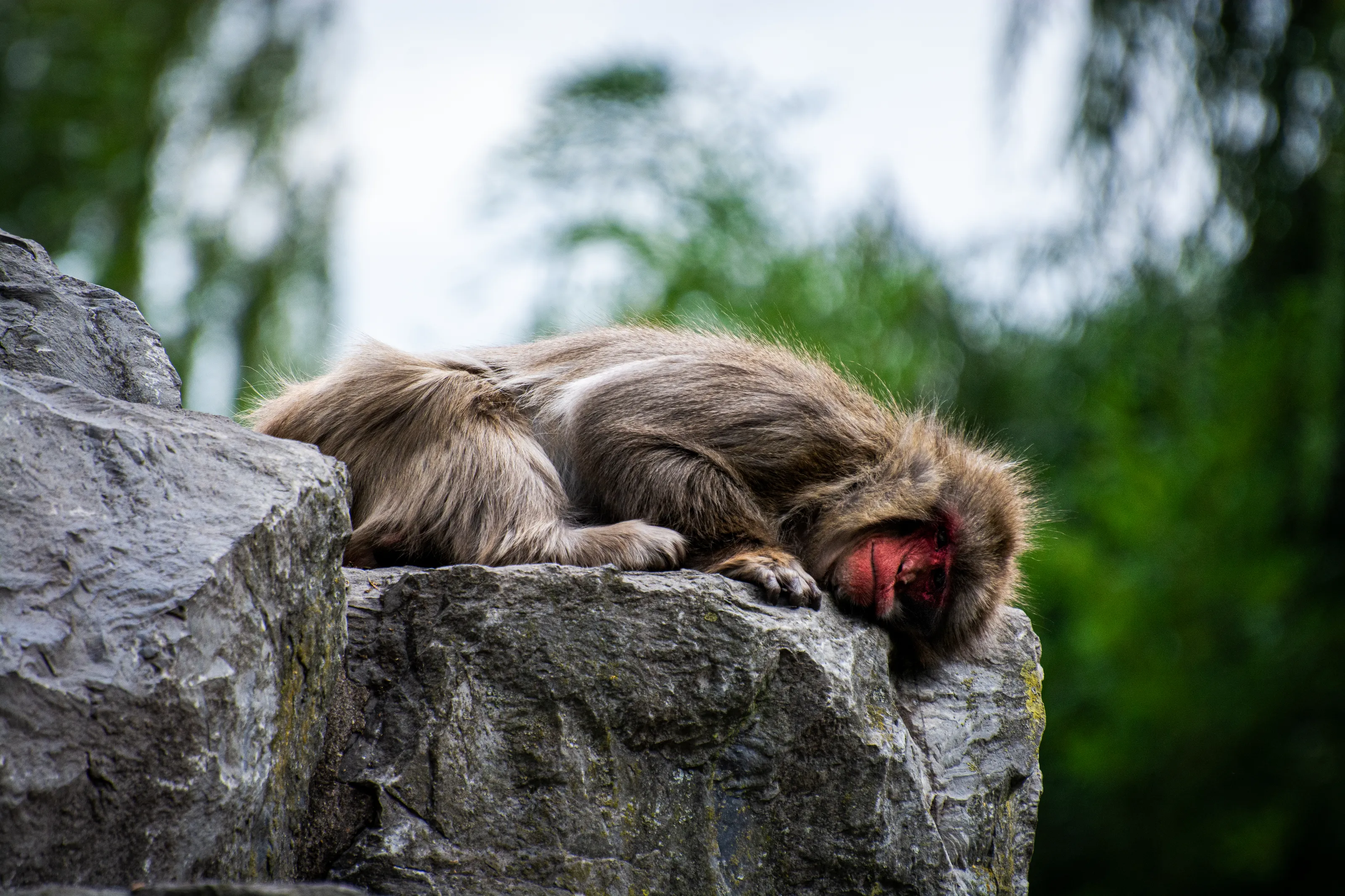 Monkeys and Apes