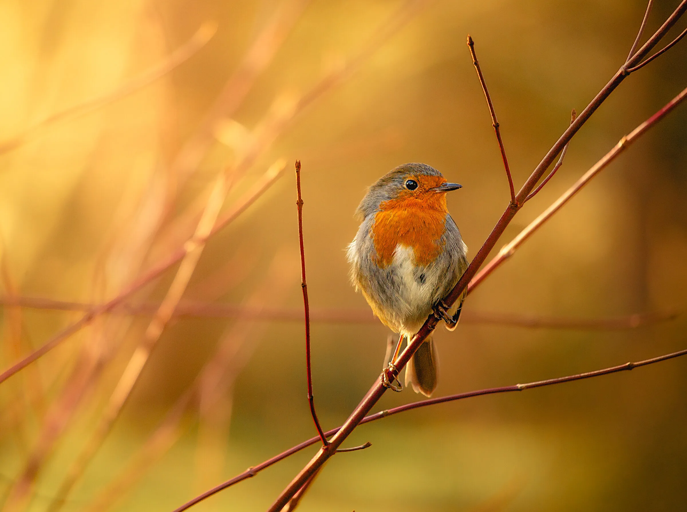 Wild Birds of the UK