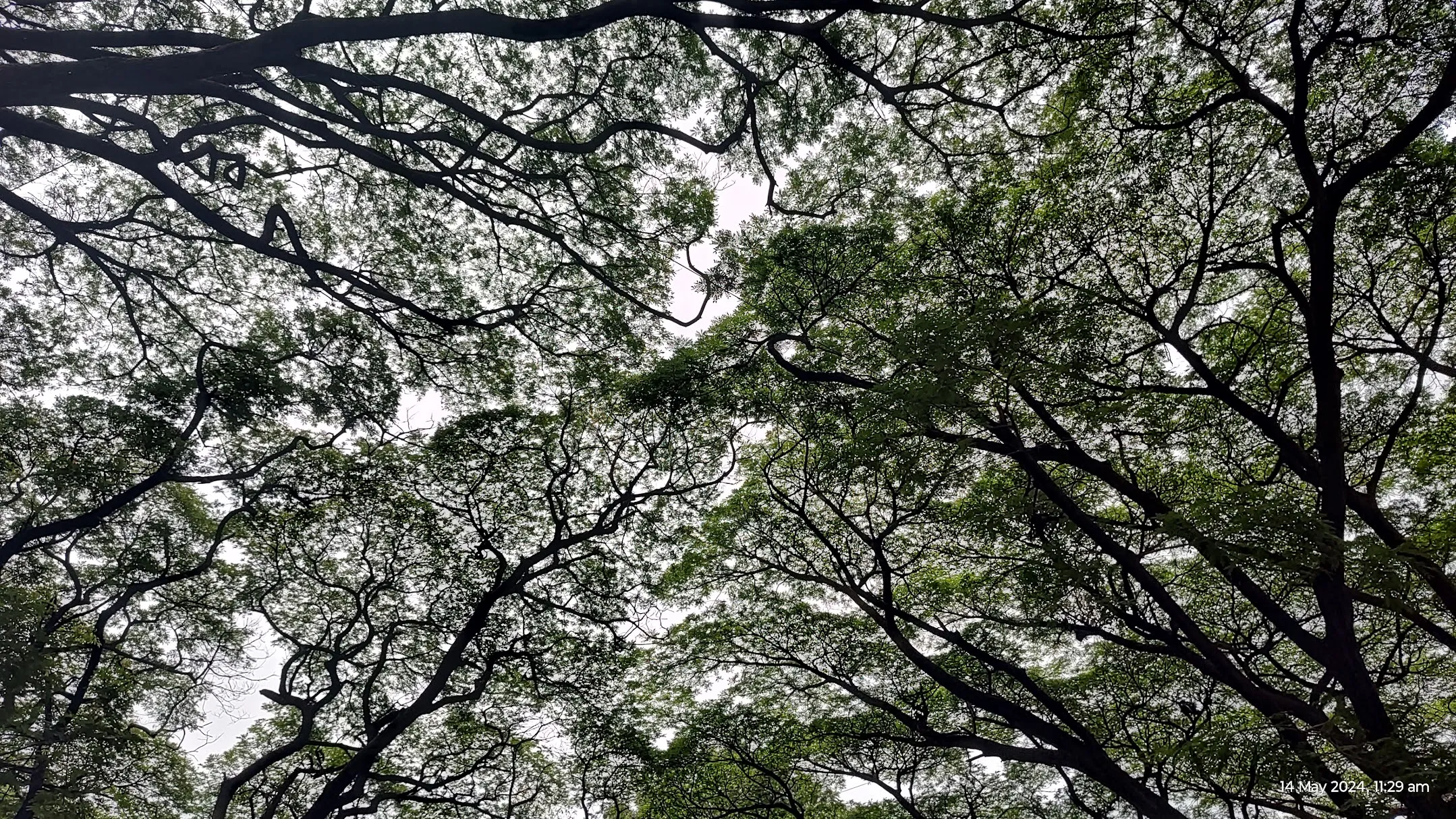 Pattern in Nature