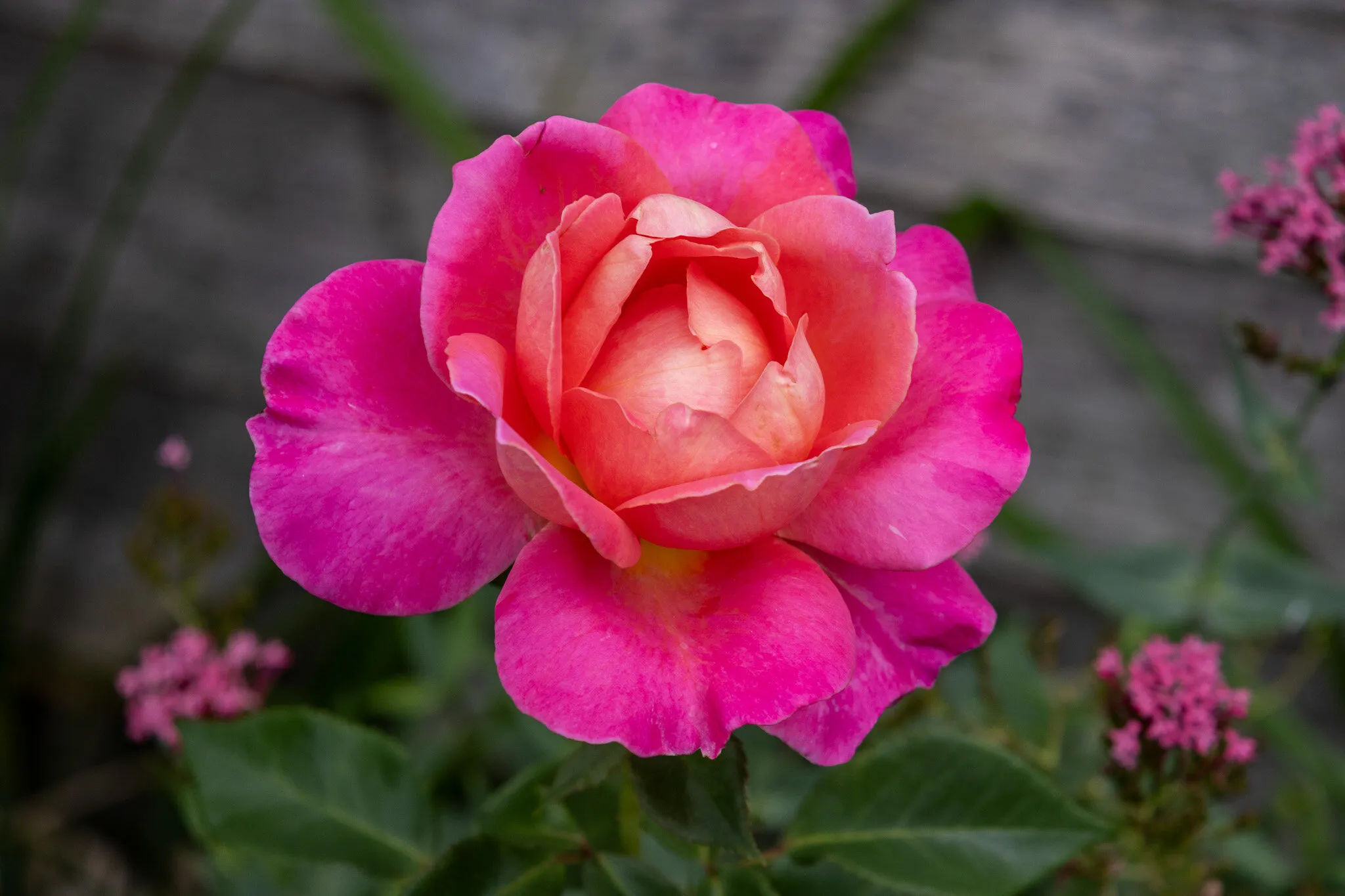 A Single Rose (in colour)