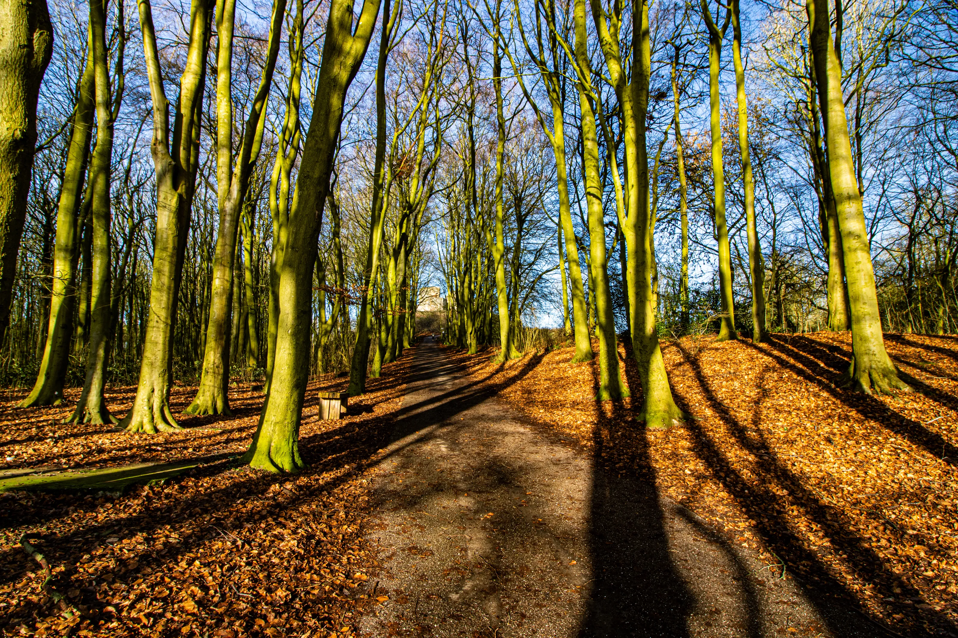 Trees at Stafford castle with creative light