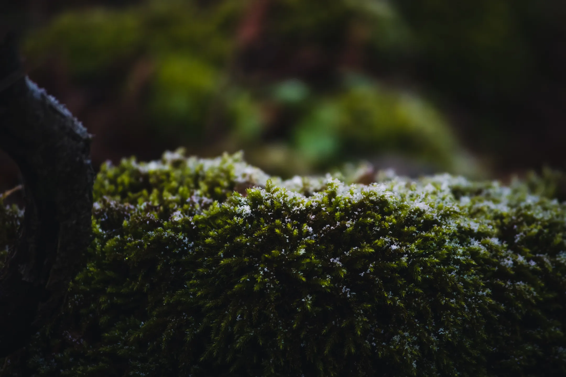 Snowy Moss