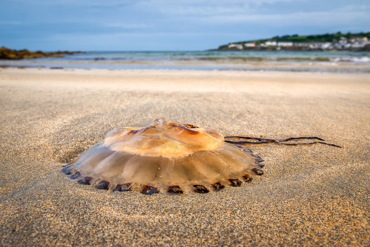 Compass Beached