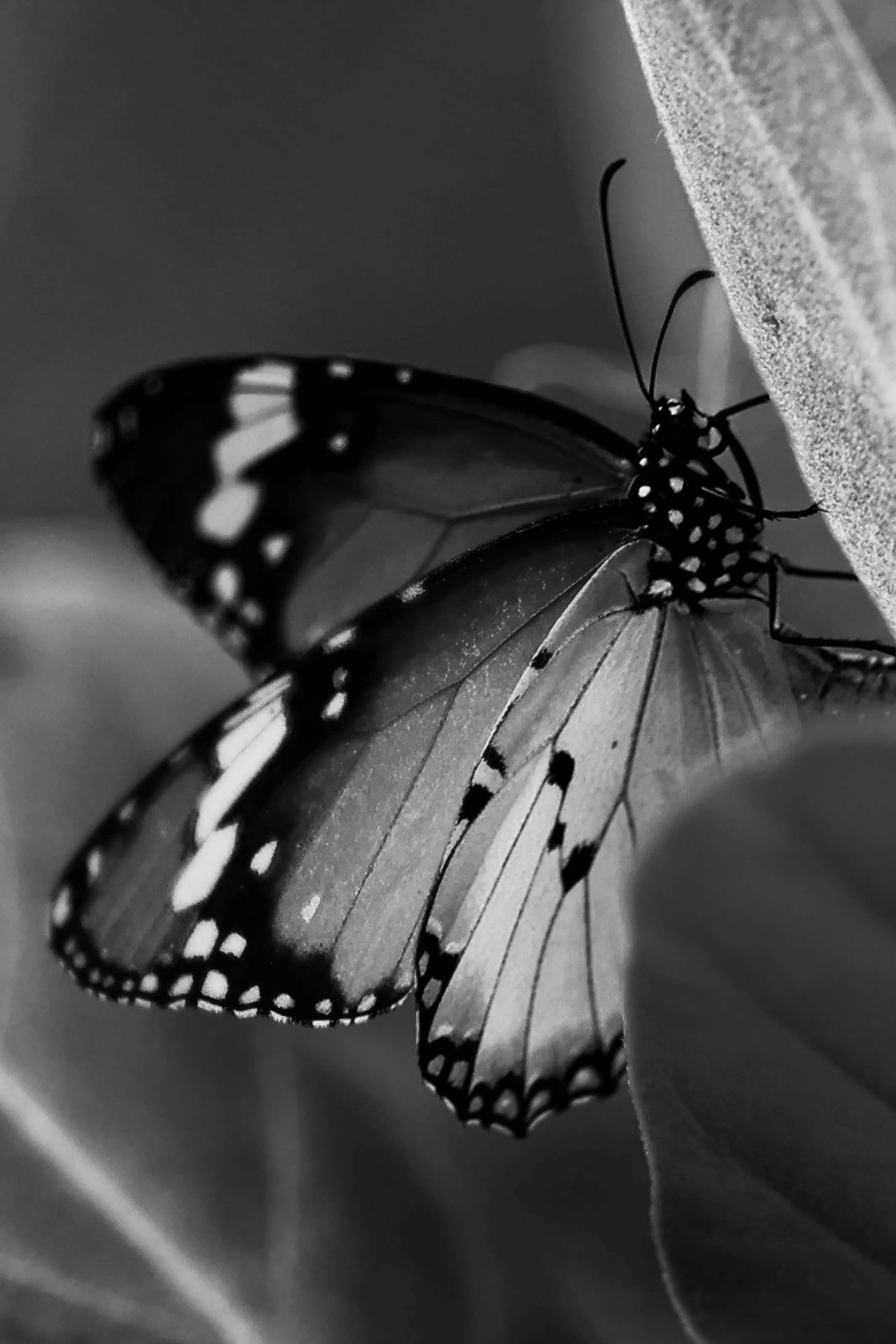 Monarch Butterfly