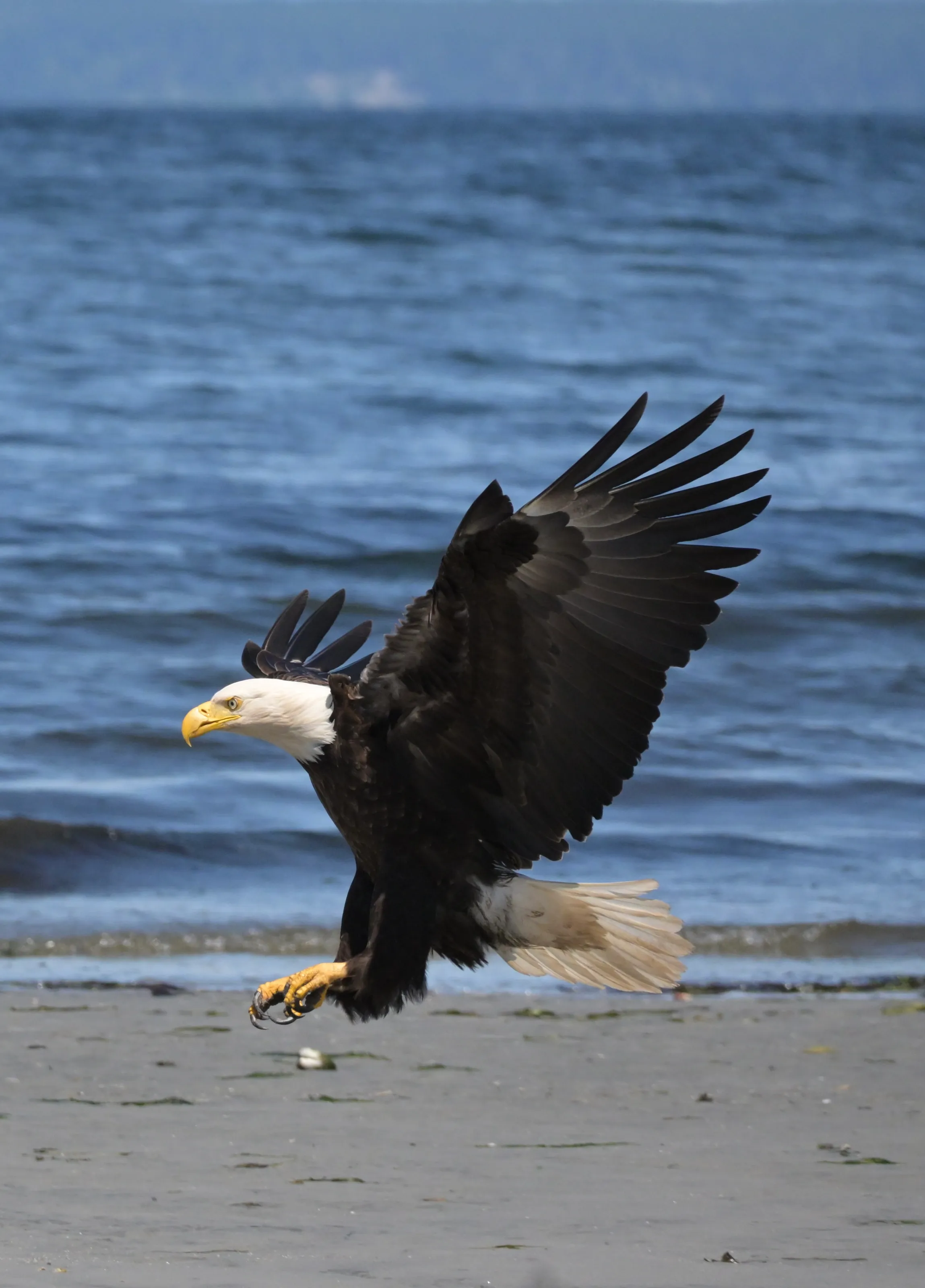 Bald Eagle on Vancouver Island
