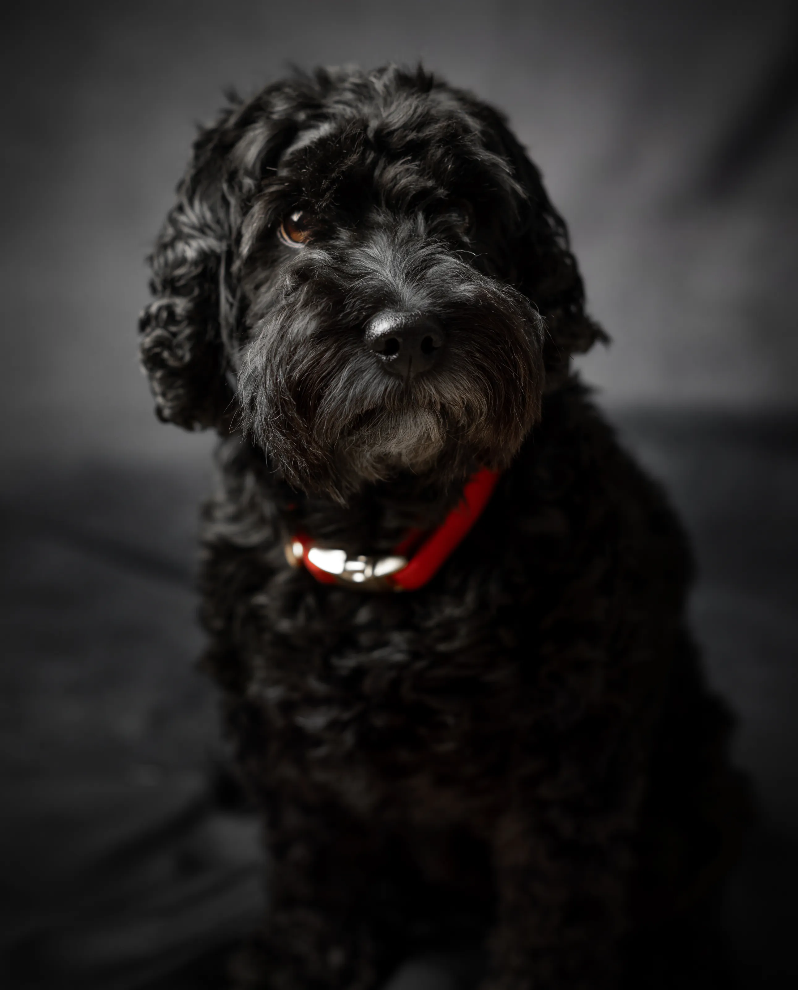 Patsy