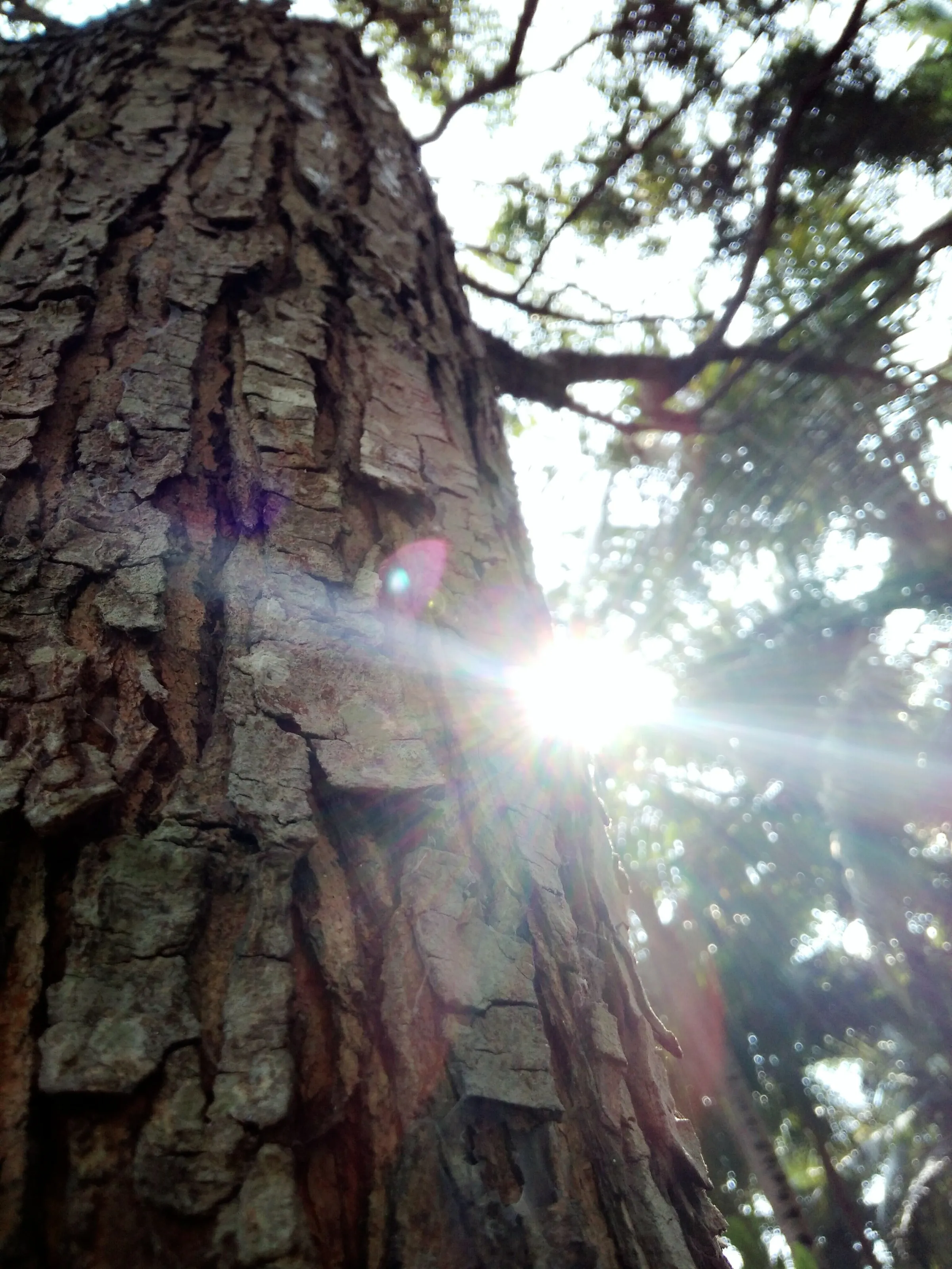 Weathering of BARK