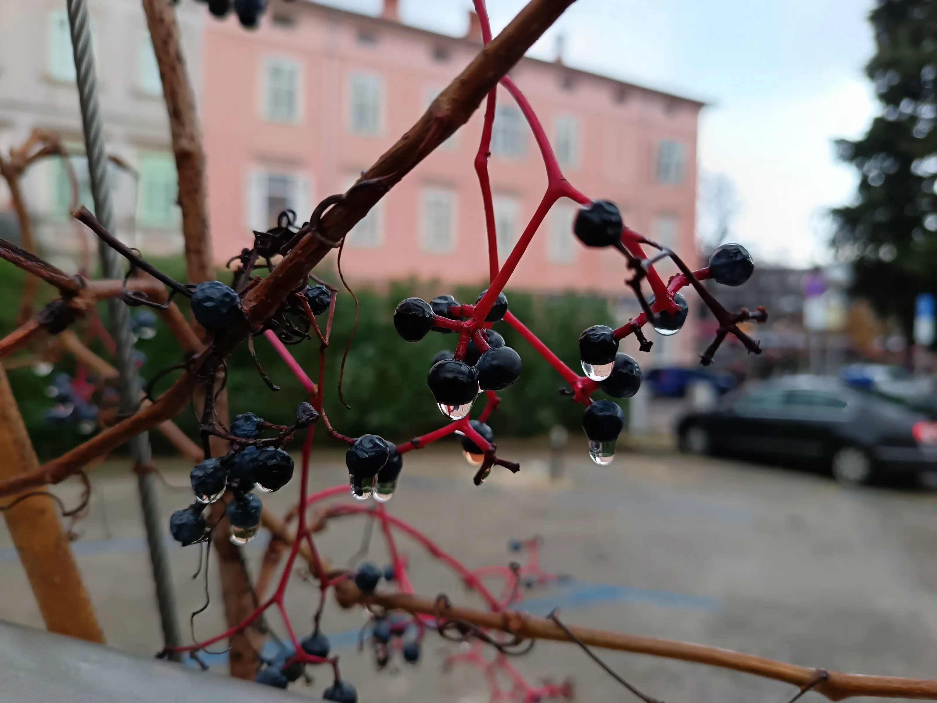 City berry blessing