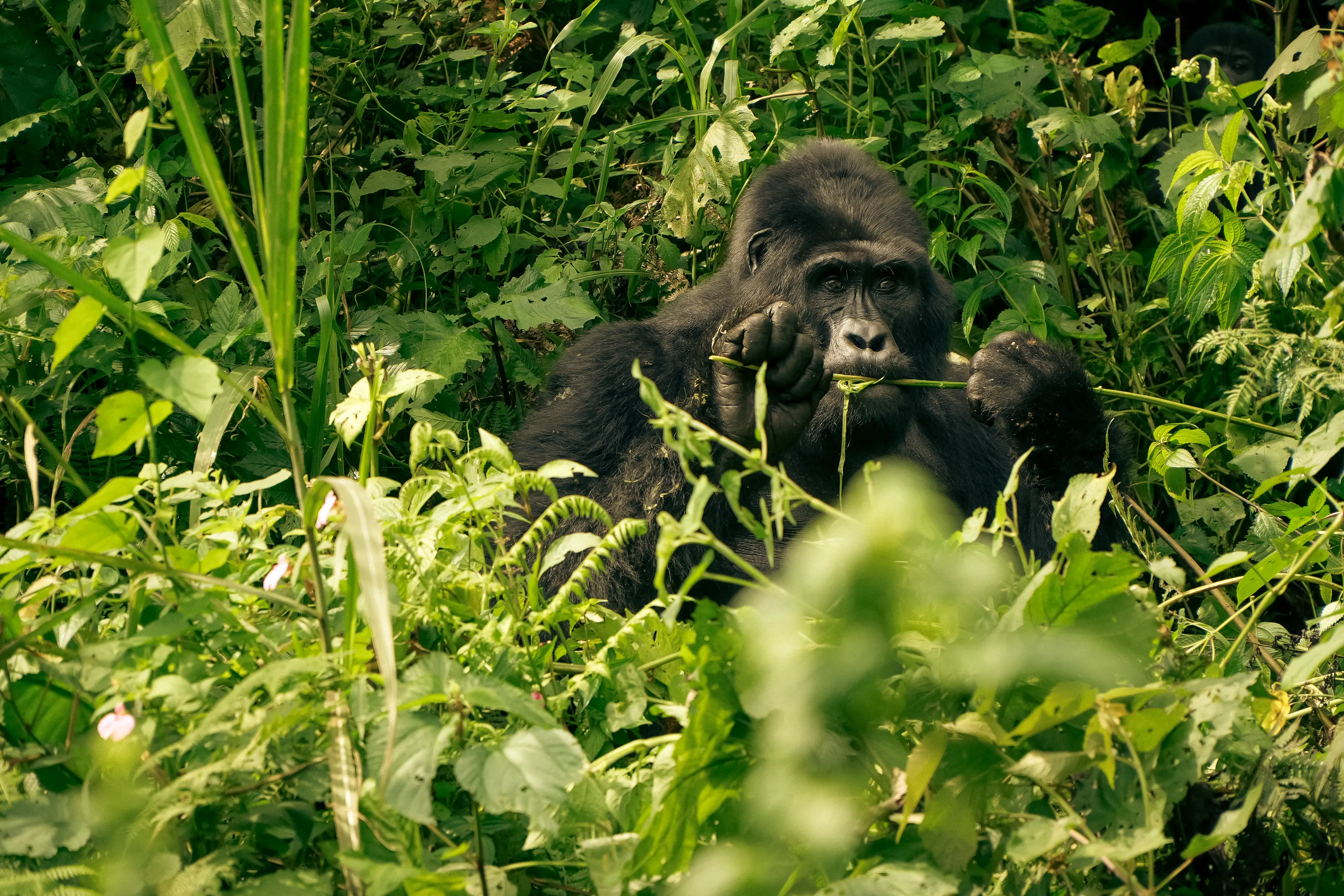 Silverback Snack