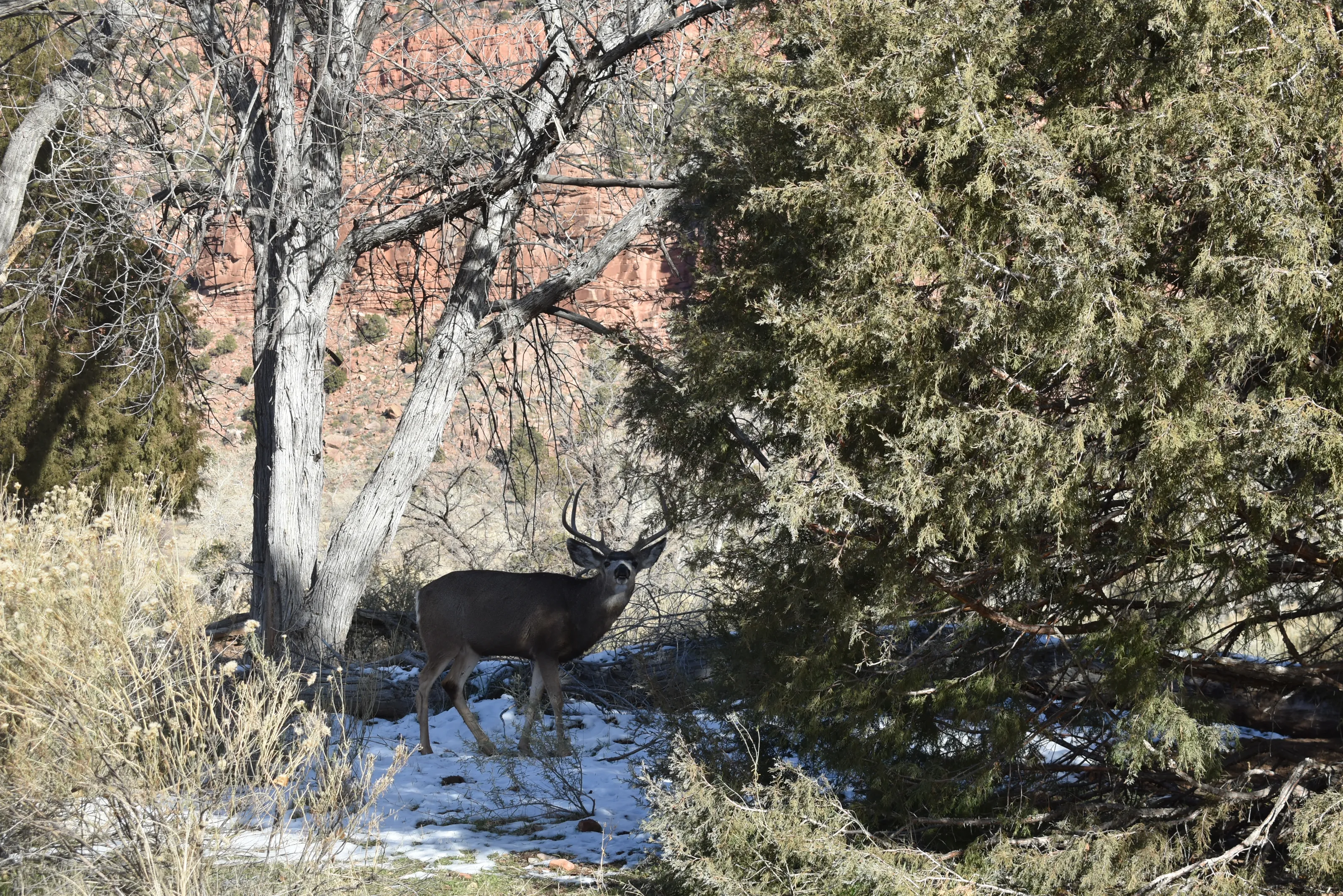 Big Mule Deer In Zion National Park in Southern Utah