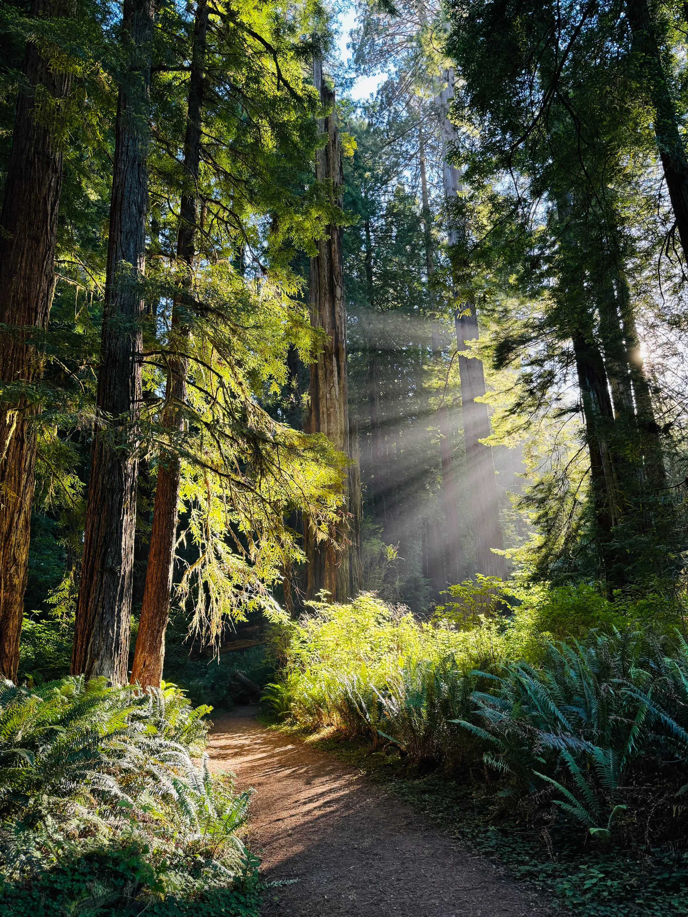Sun rays through Redwood Forest