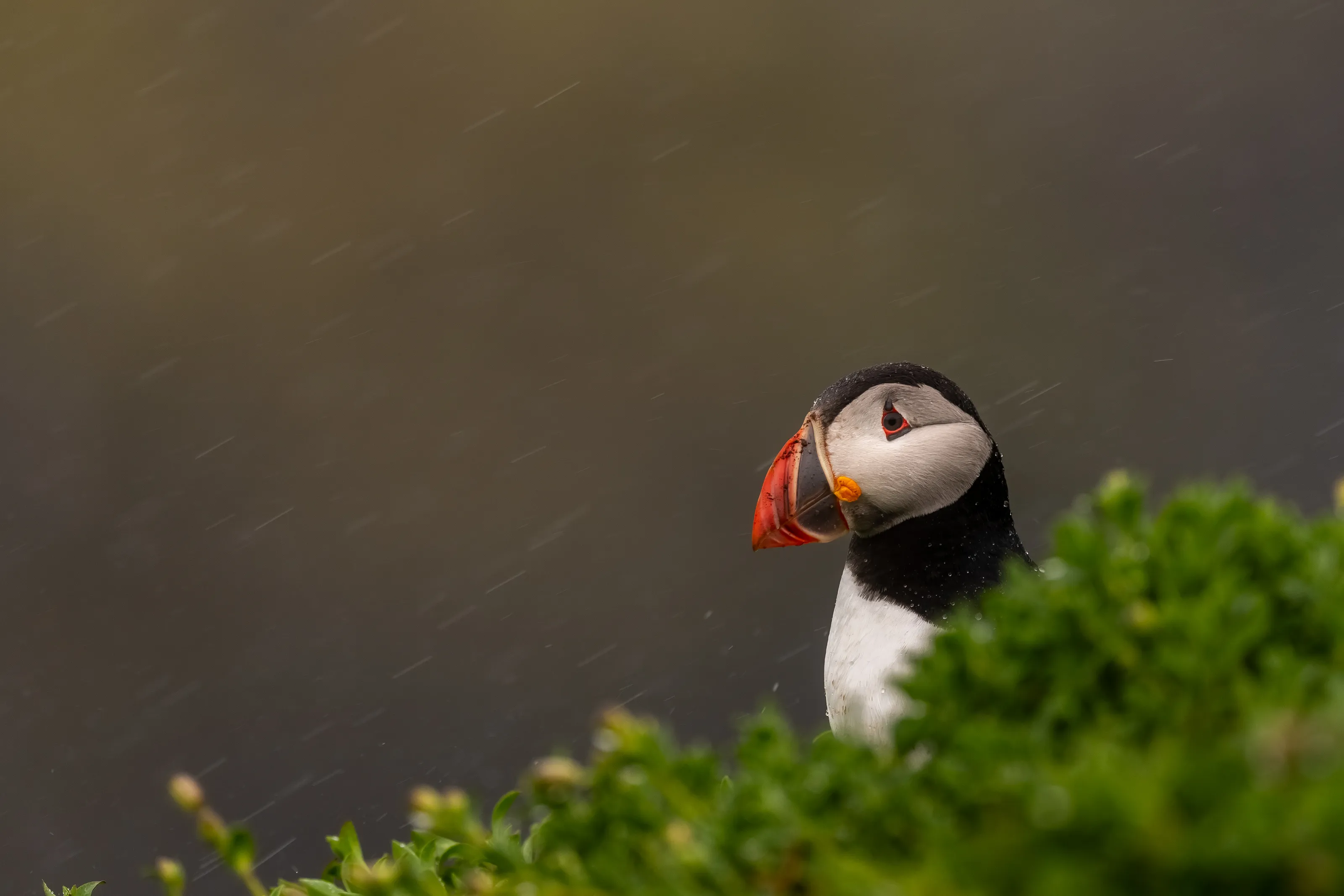 Stormy Puffin