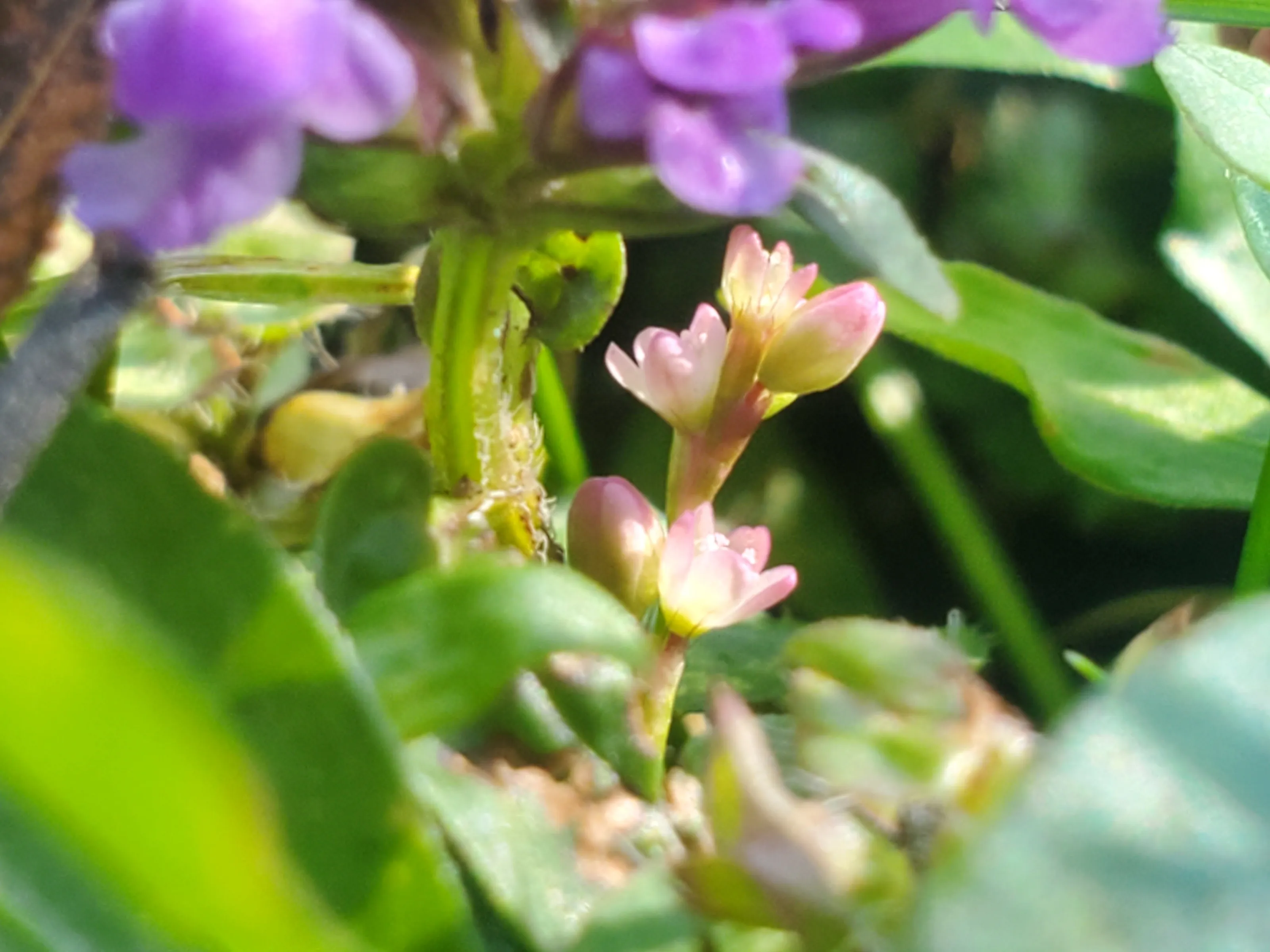 Under the Violet Canopy