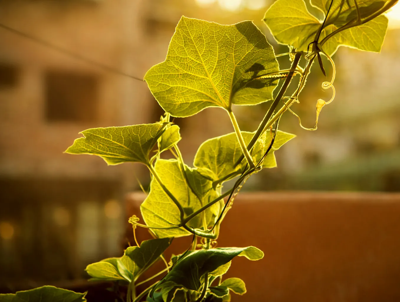 Nature's Blessing