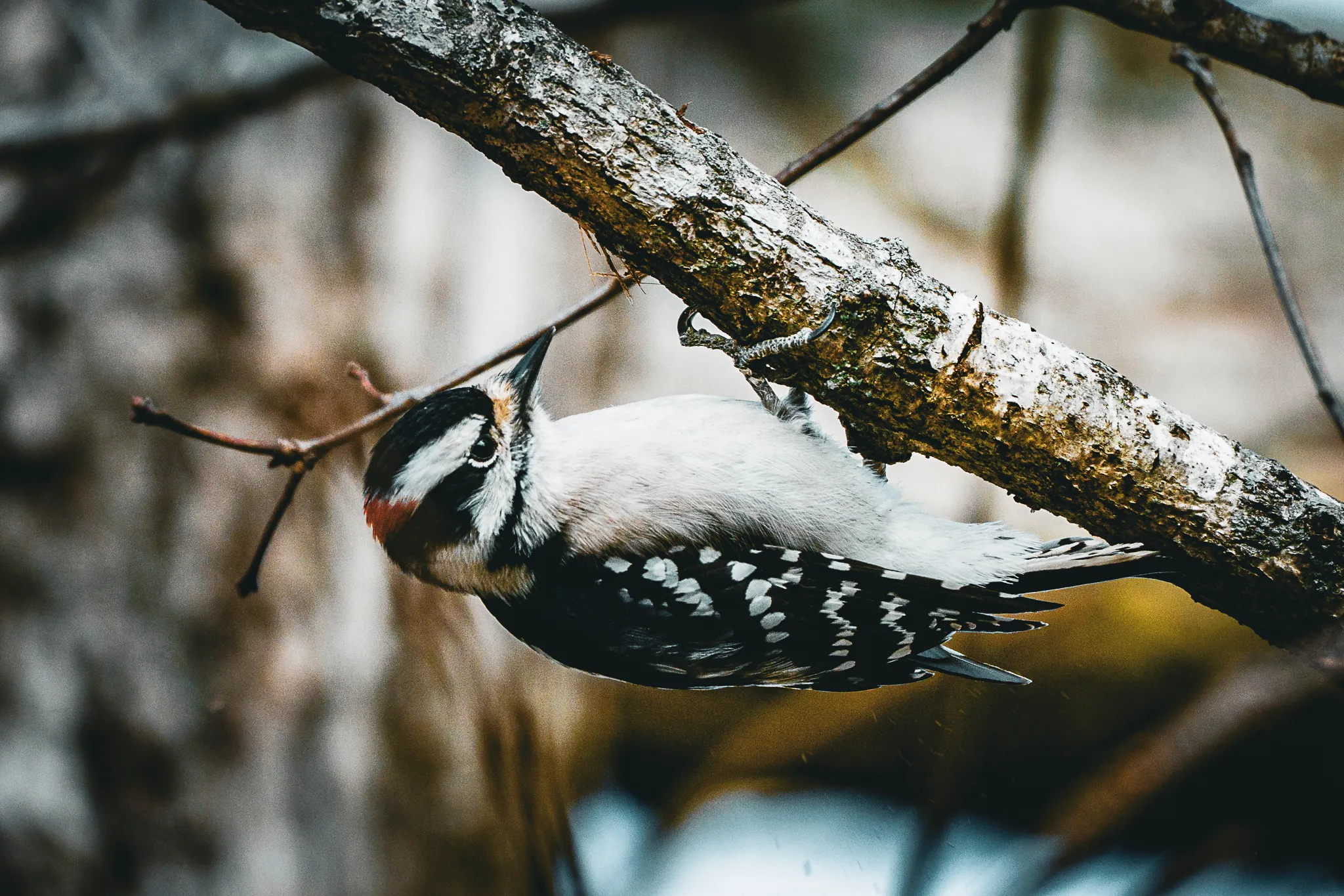 Woodpecker at Work