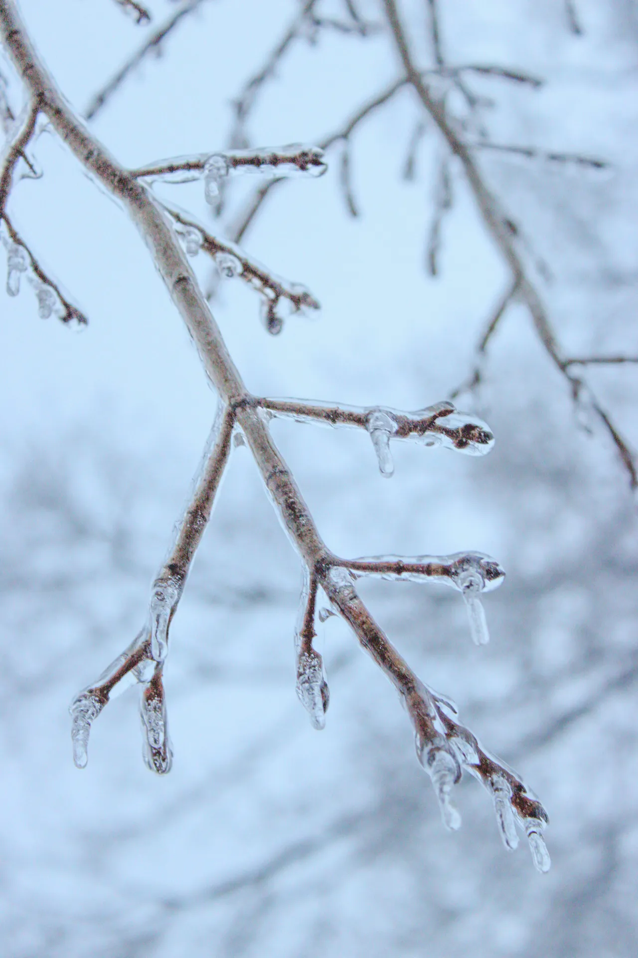 A lovely photo of a branch encased in ice.