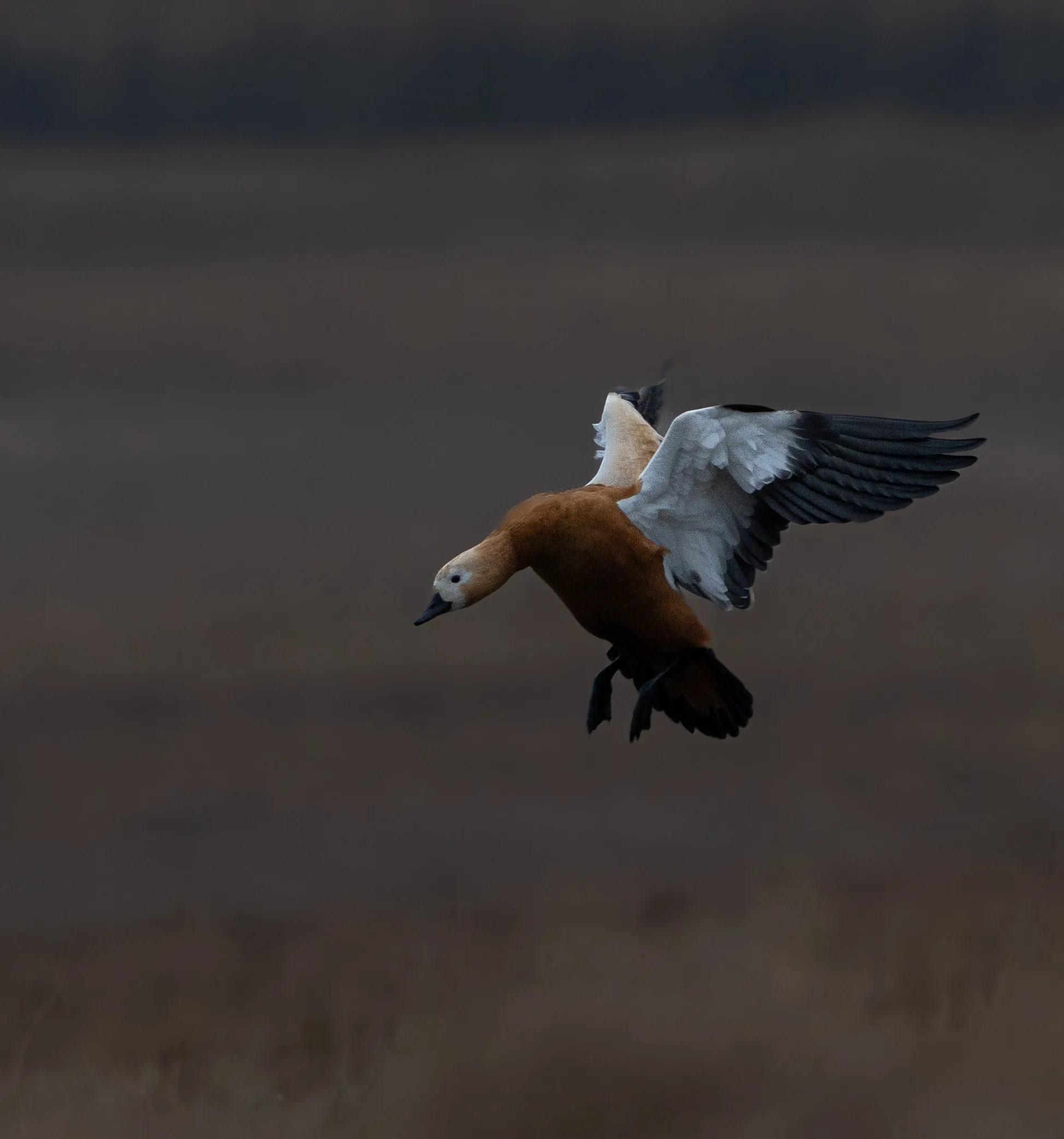 Ruddy Shelduck