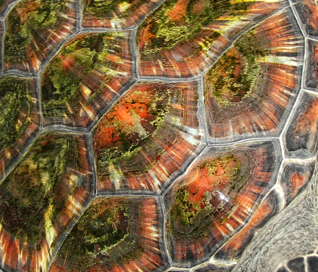 Entry 4241803
