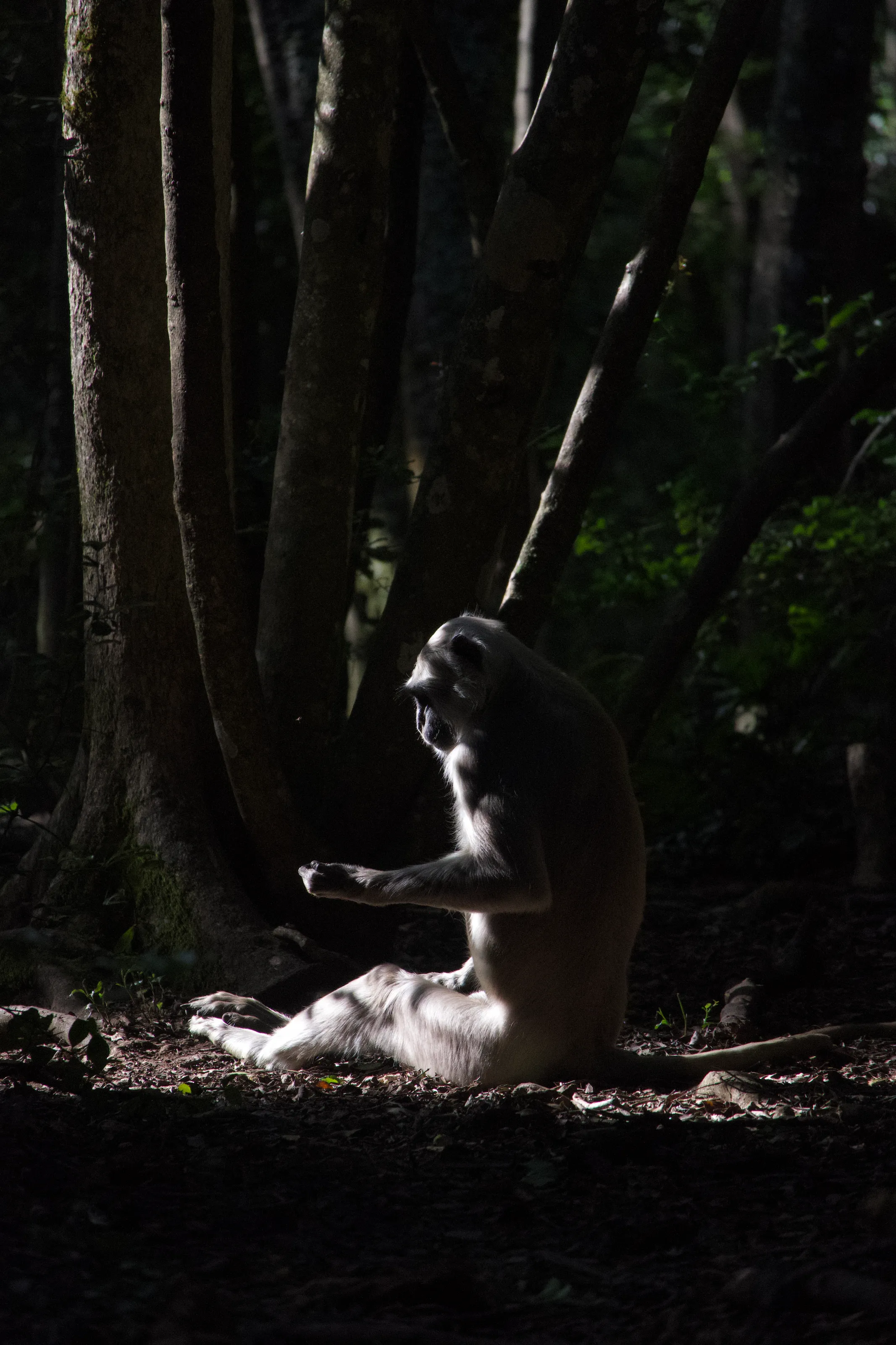 Gray Langur