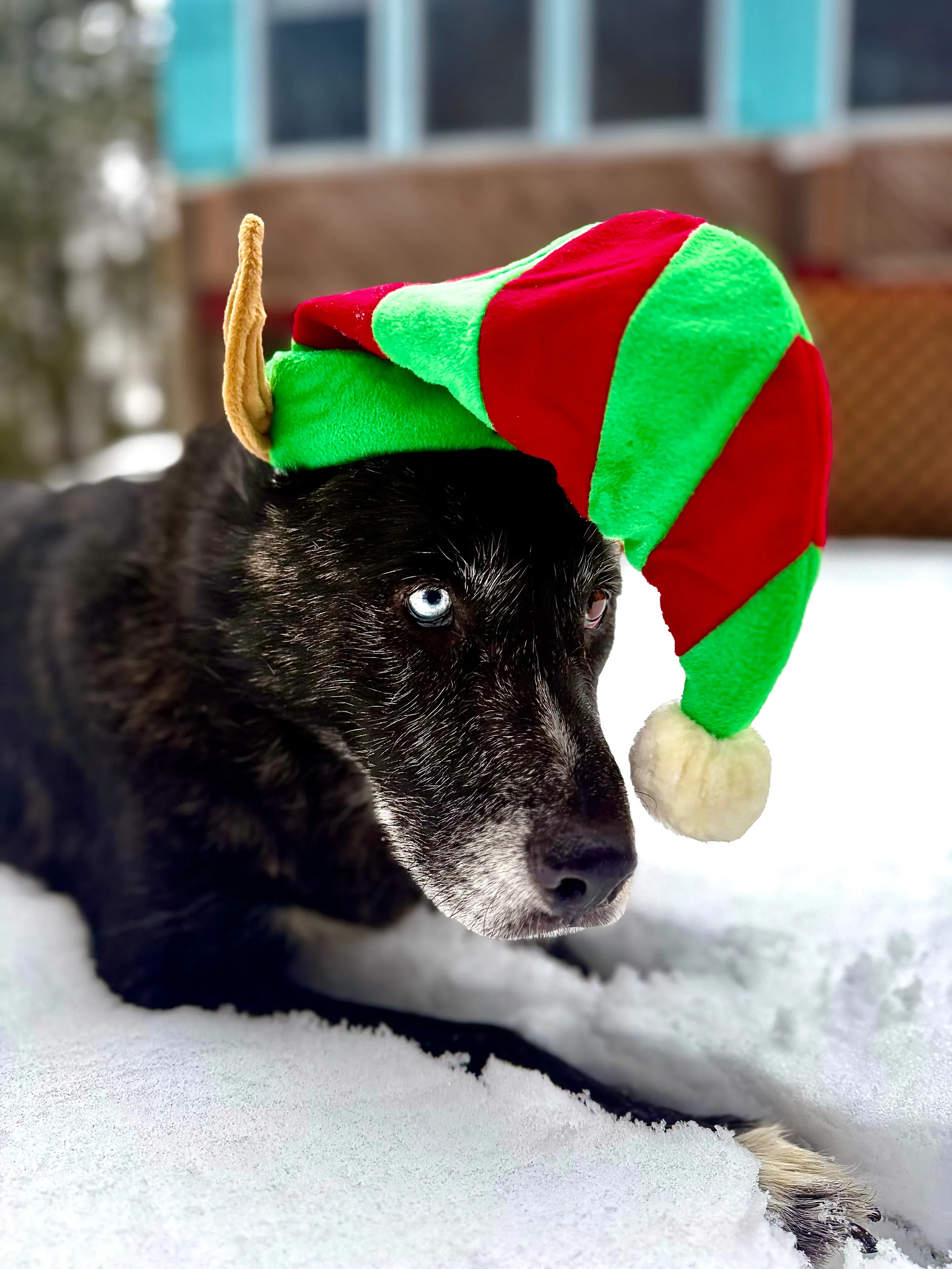 Max the Husky Elf