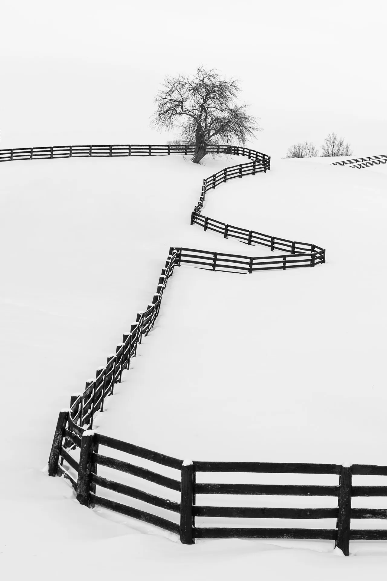Wooden fences