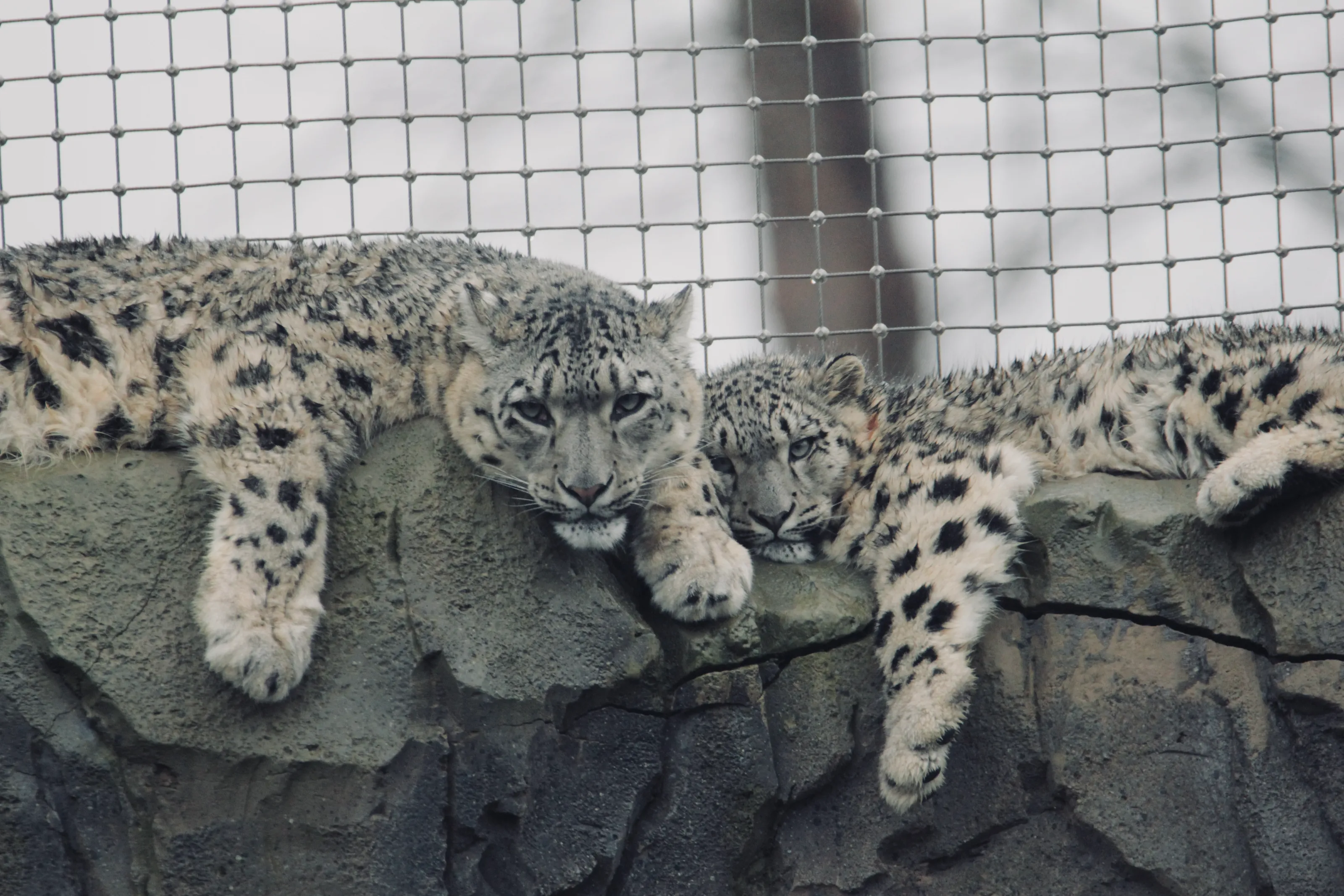 Snow leopard